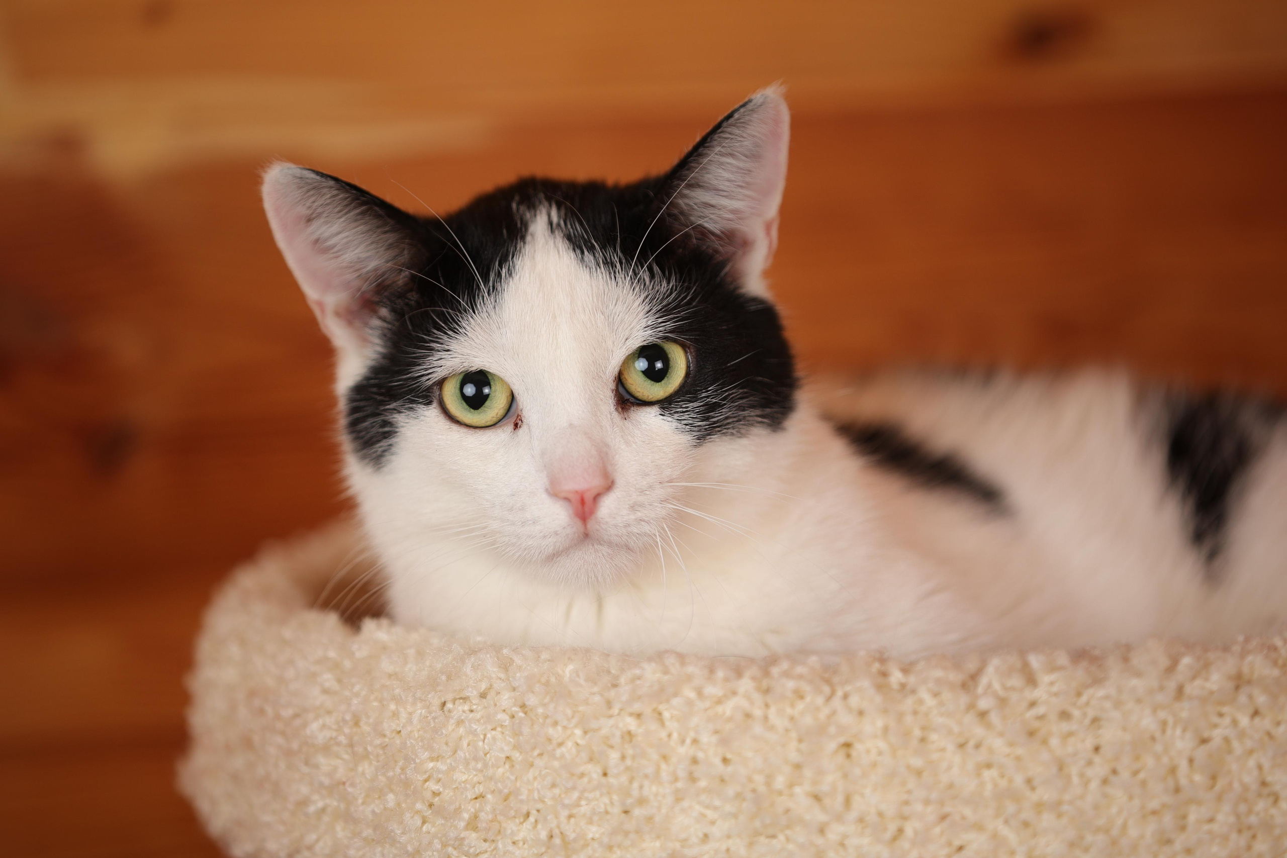 История Елены 1. Семейный фотограф-анималист Ирина Андреева