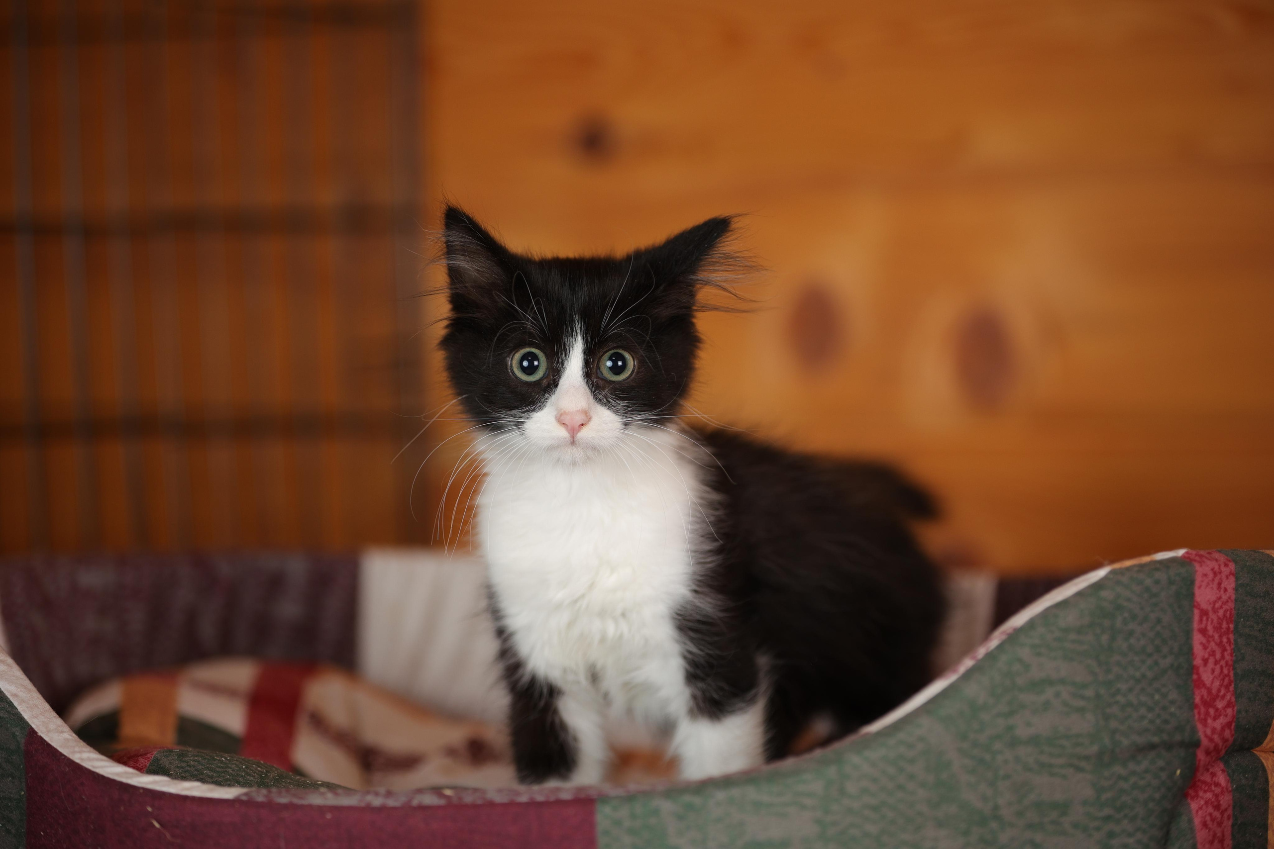 История Елены 1. Семейный фотограф-анималист Ирина Андреева