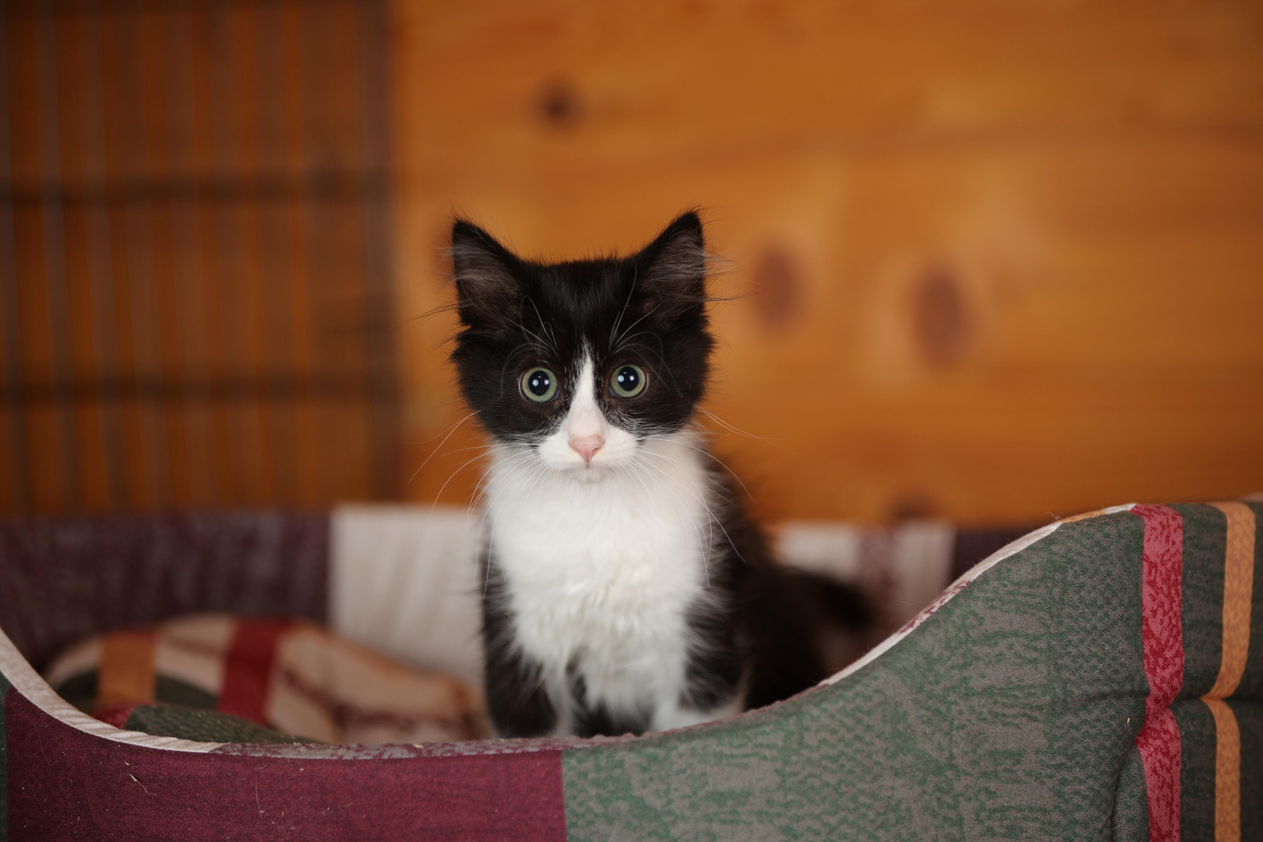 История Елены 1. Семейный фотограф-анималист Ирина Андреева