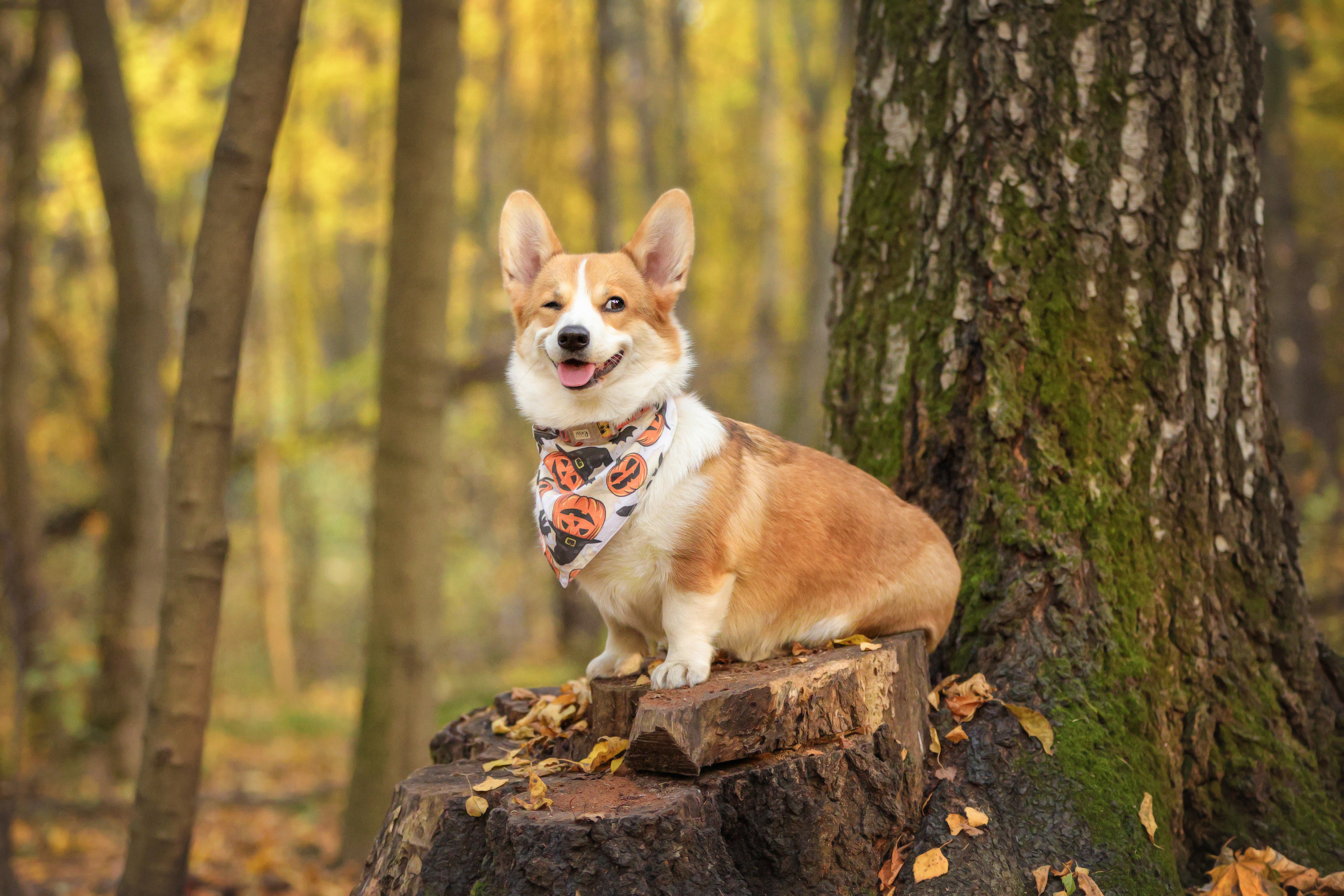 Портретные фотографии. Семейный фотограф-анималист Ирина Андреева