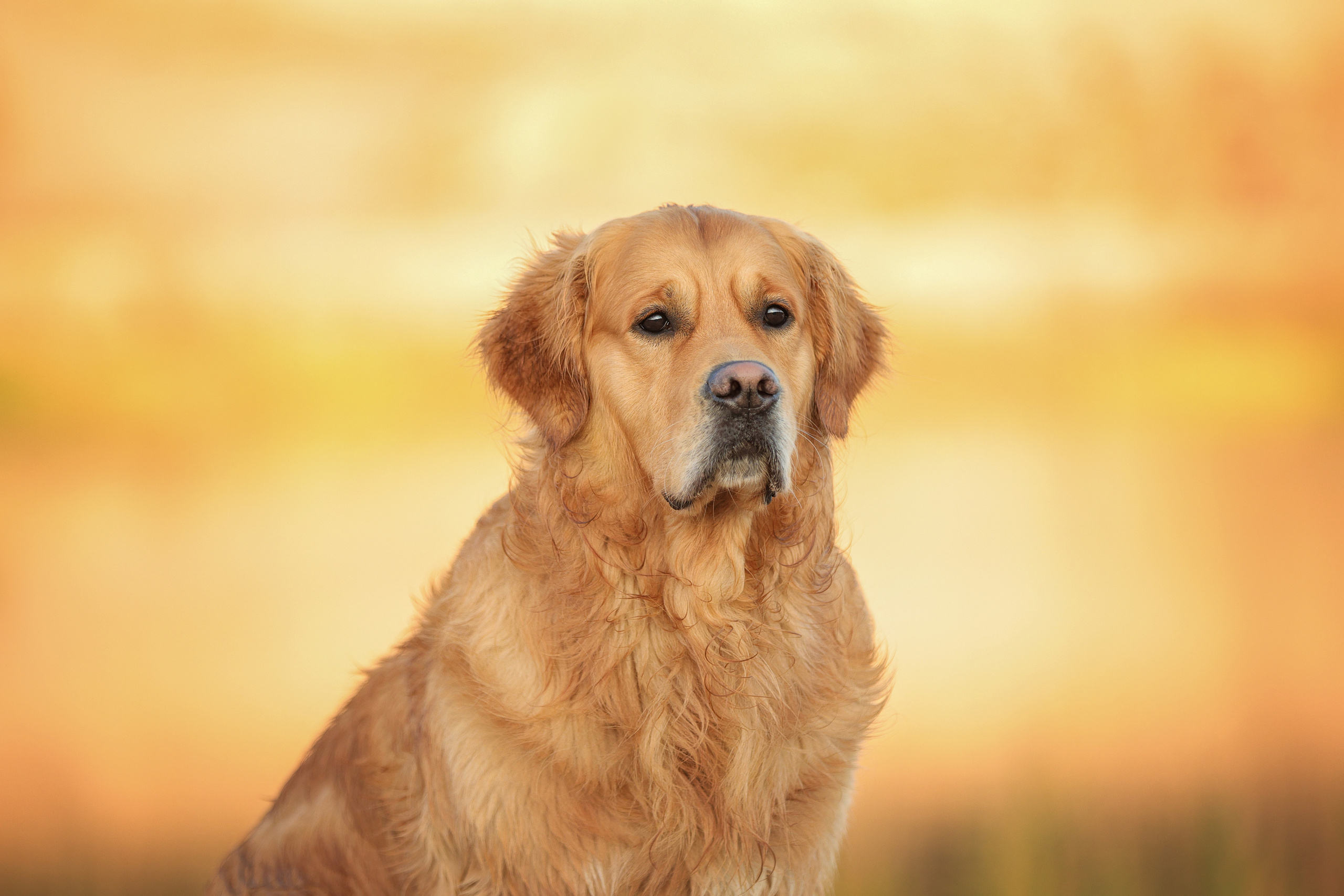 Портретные фотографии. Семейный фотограф-анималист Ирина Андреева