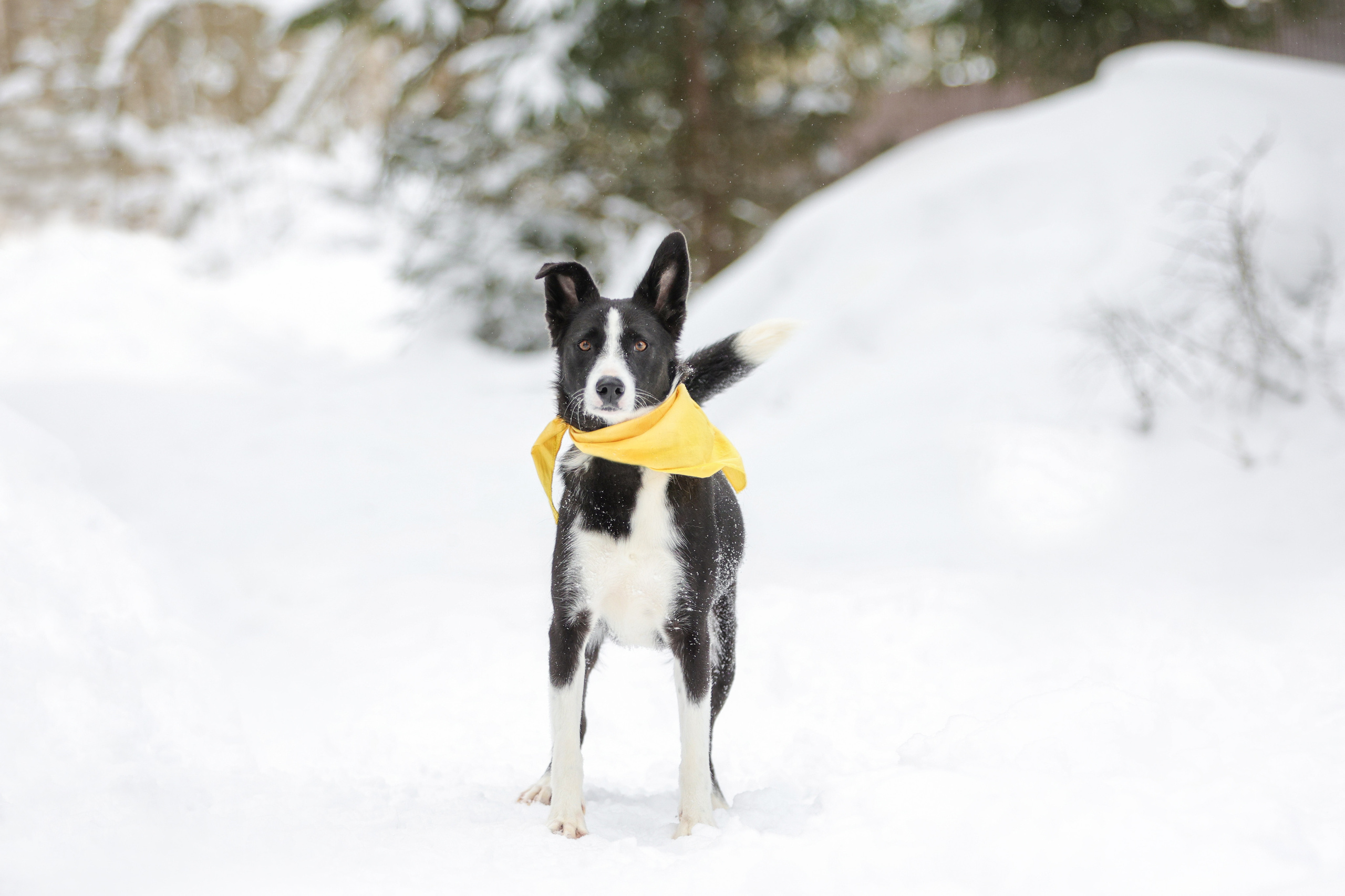 История Елены 1. Семейный фотограф-анималист Ирина Андреева