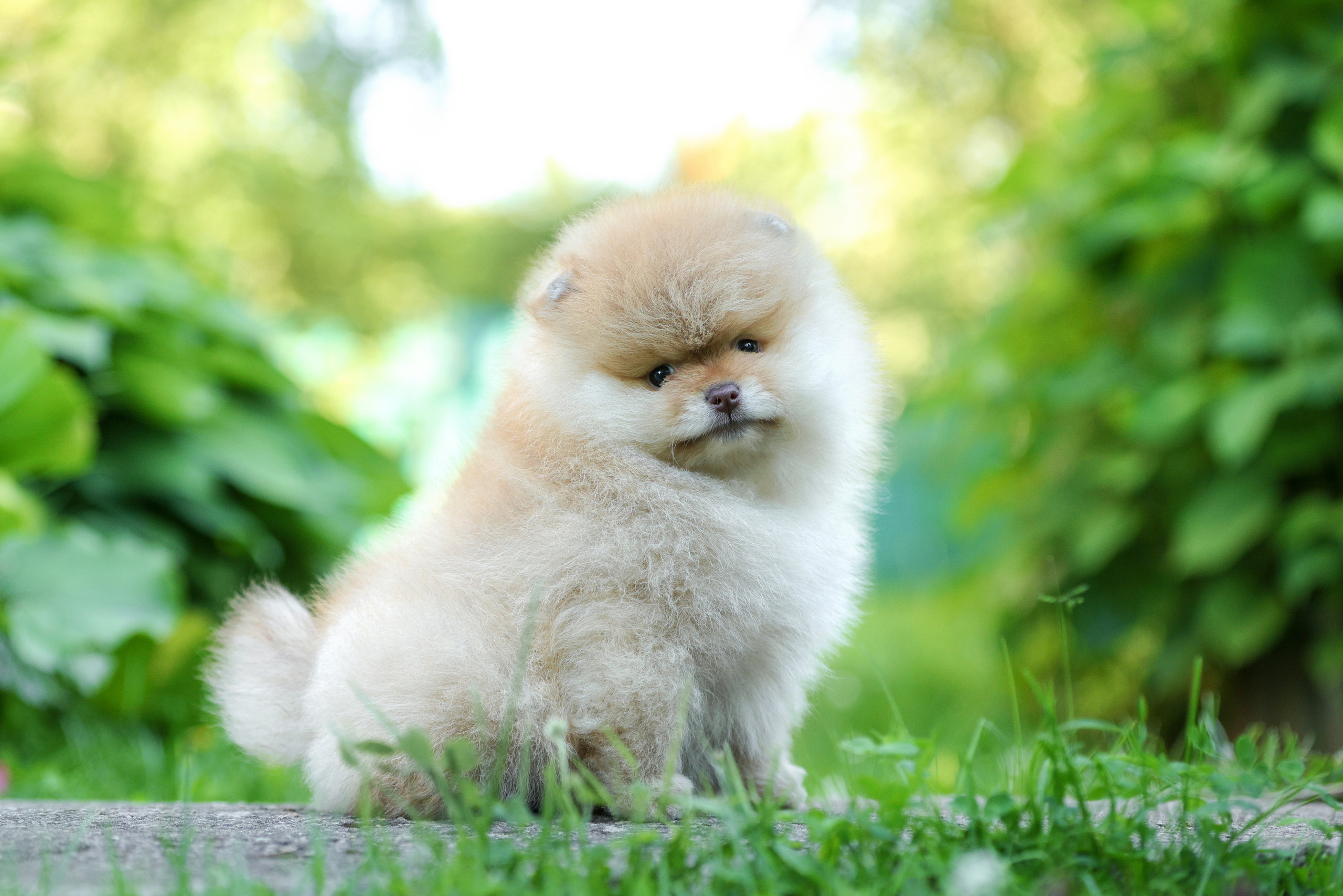 Портретные фотографии. Семейный фотограф-анималист Ирина Андреева