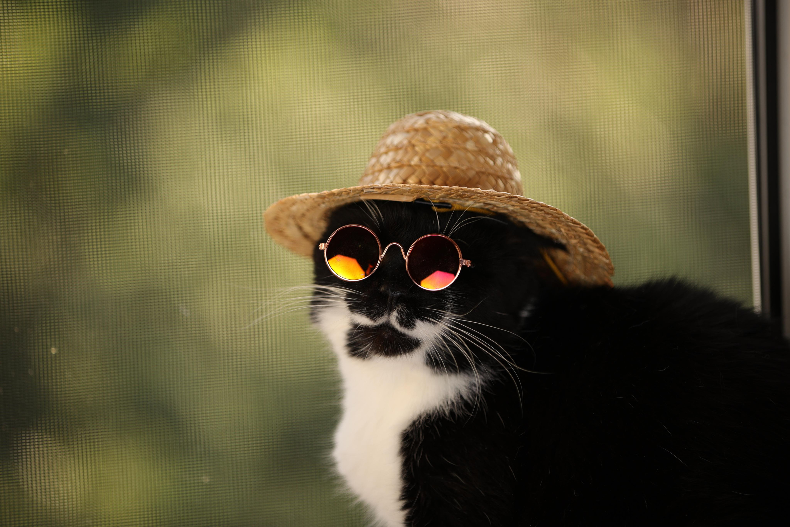 История Елены 1. Семейный фотограф-анималист Ирина Андреева