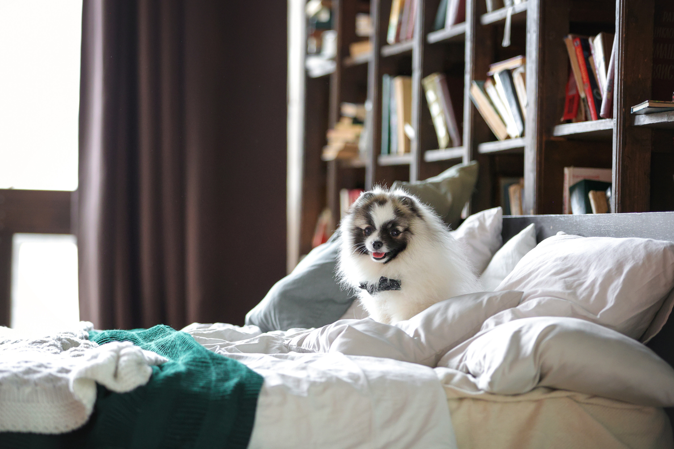 Портретные фотографии. Семейный фотограф-анималист Ирина Андреева