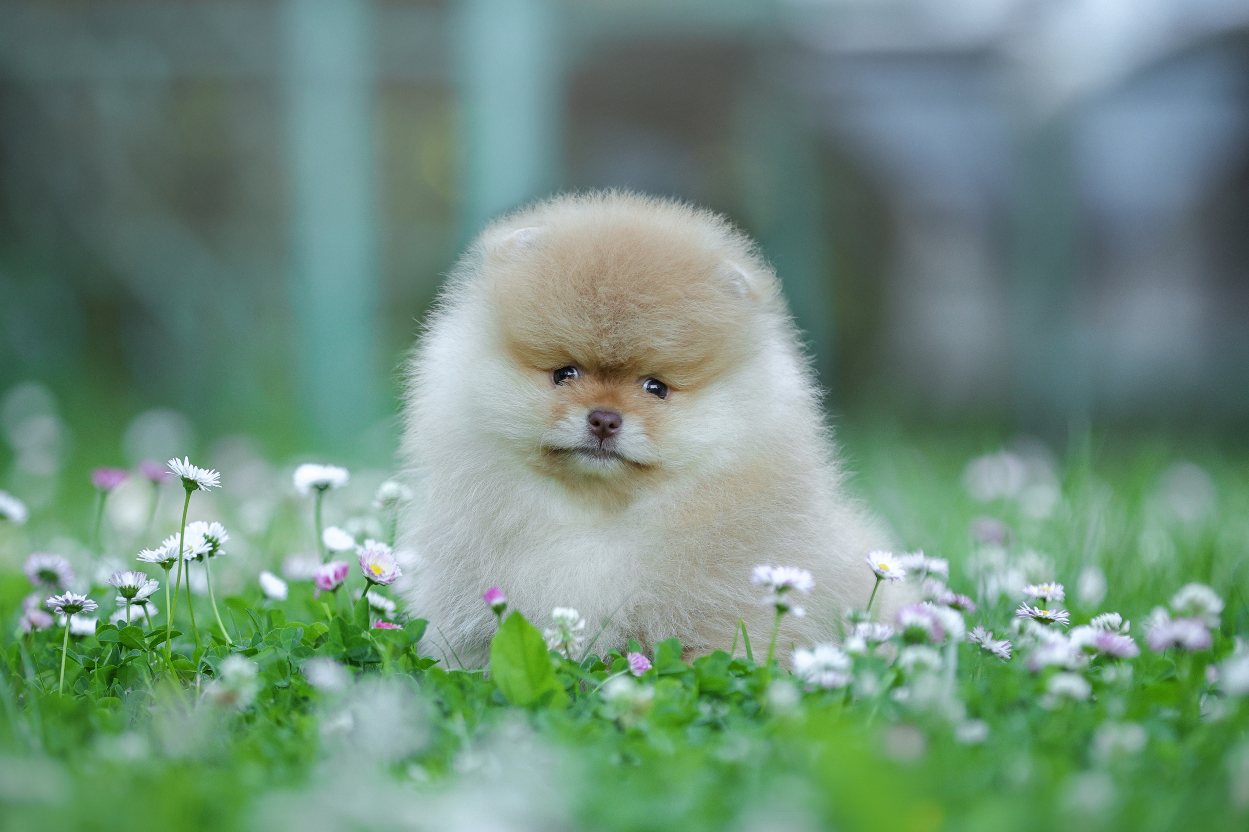 История Натальи. Семейный фотограф-анималист Ирина Андреева