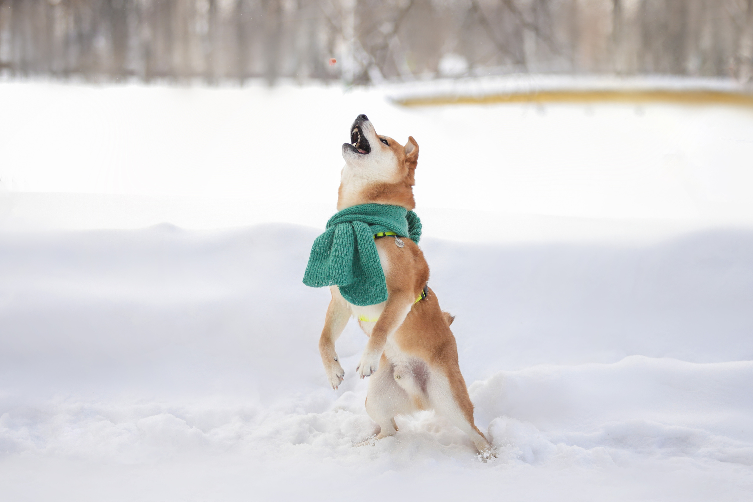 Фотографии в движении. Семейный фотограф-анималист Ирина Андреева