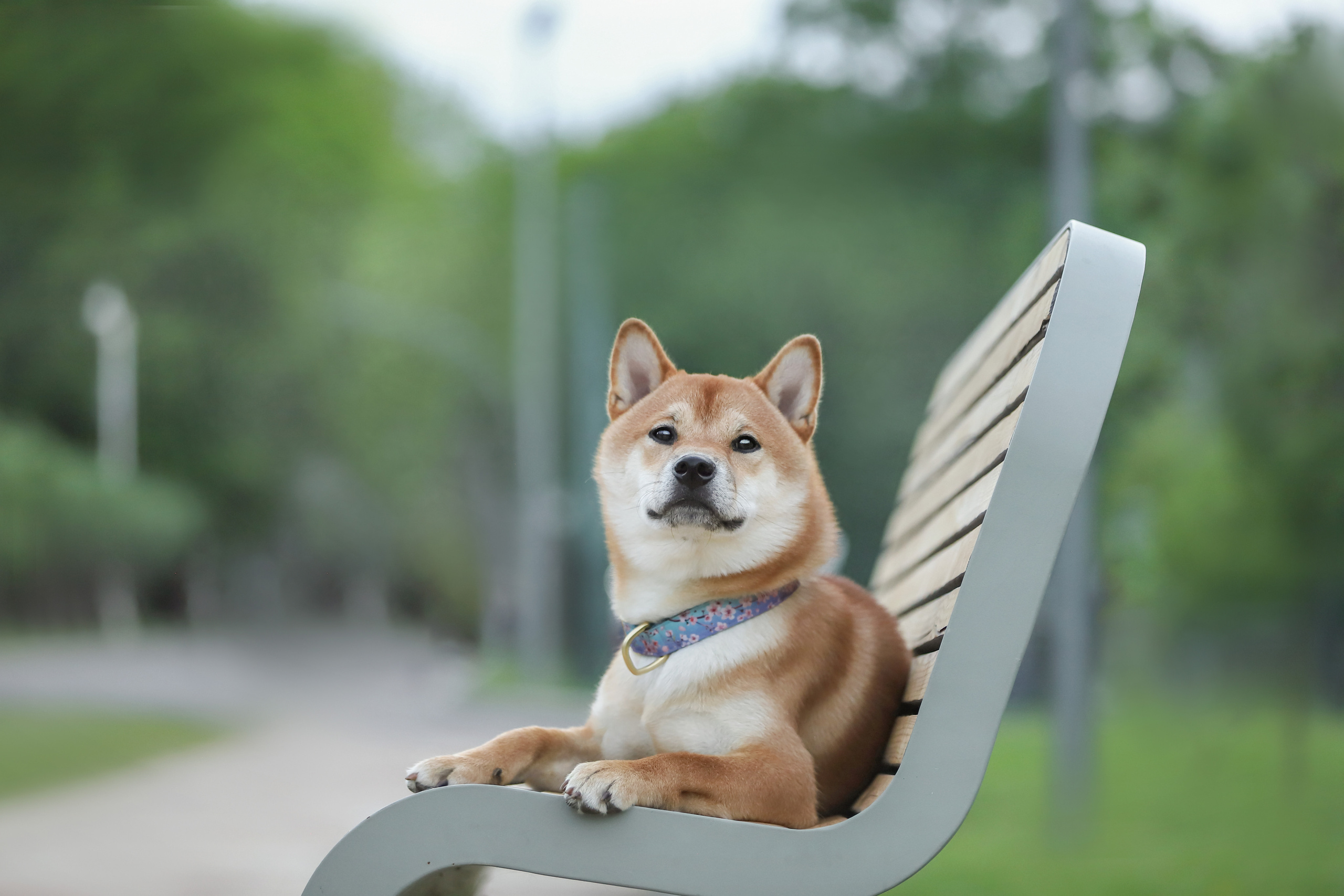 История Ксюши и Илюши. Семейный фотограф-анималист Ирина Андреева