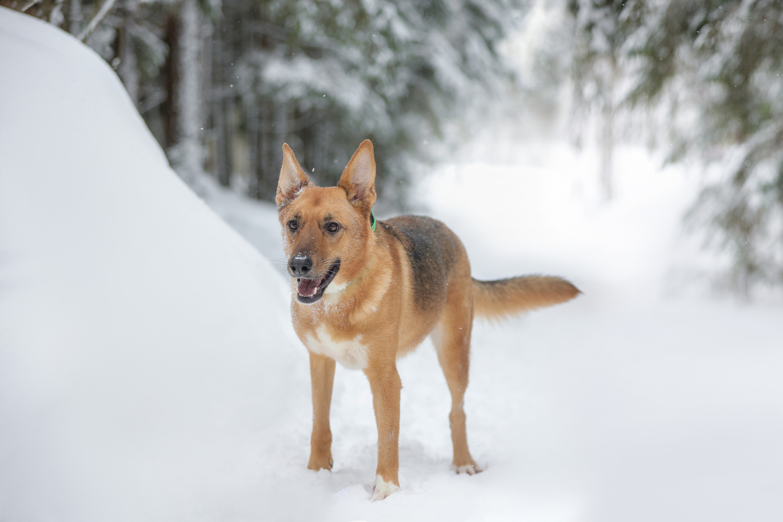 История Елены 1. Семейный фотограф-анималист Ирина Андреева