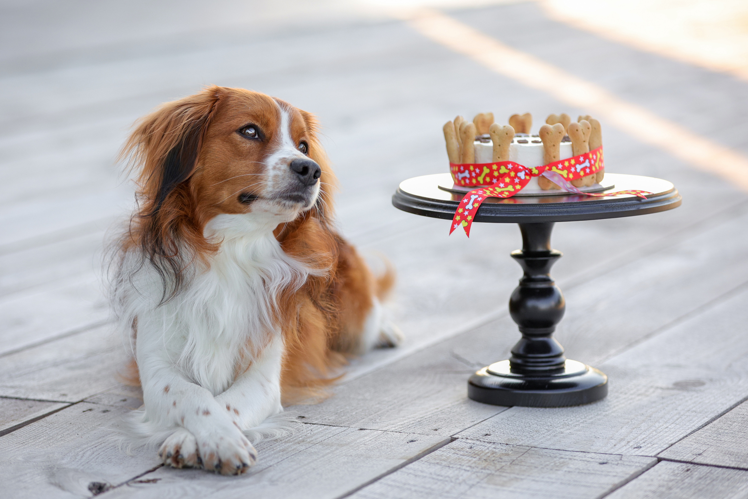 История Наташи Мельница. Семейный фотограф-анималист Ирина Андреева