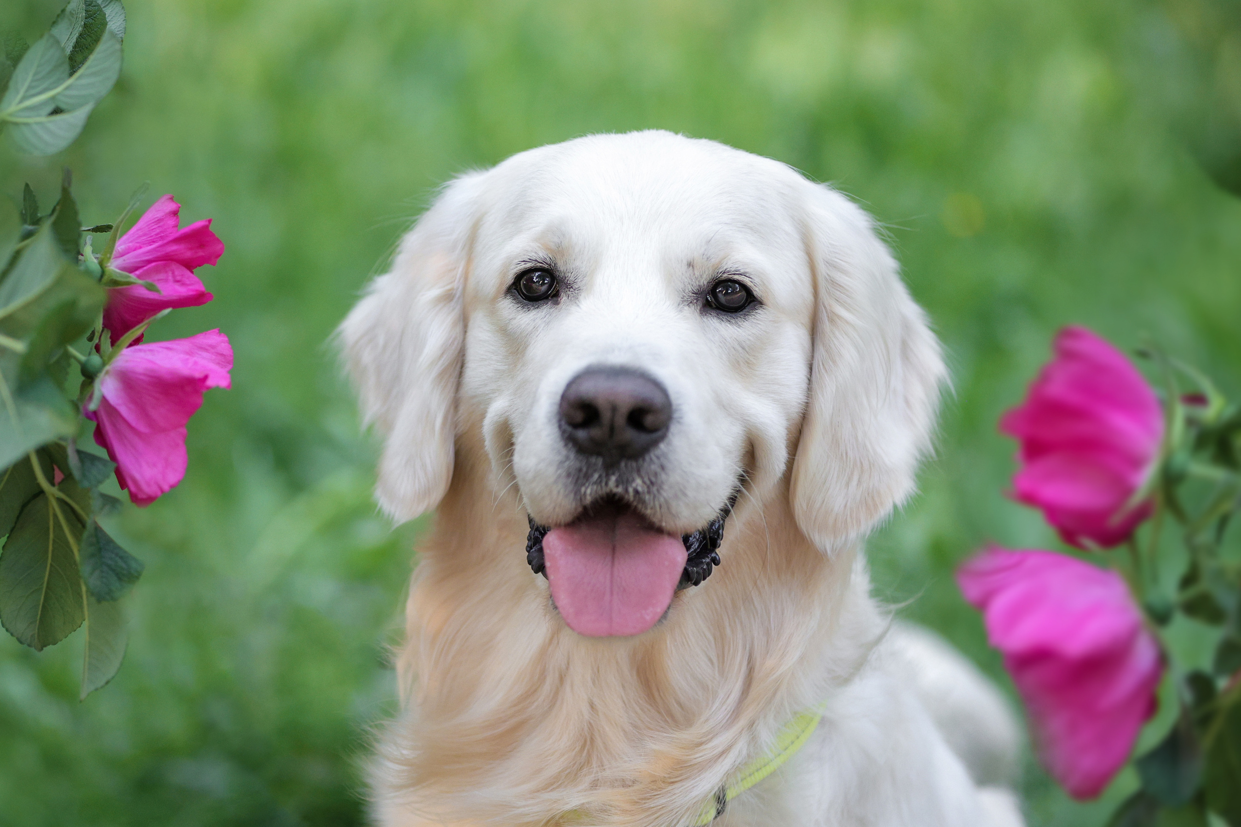 Портретные фотографии. Семейный фотограф-анималист Ирина Андреева