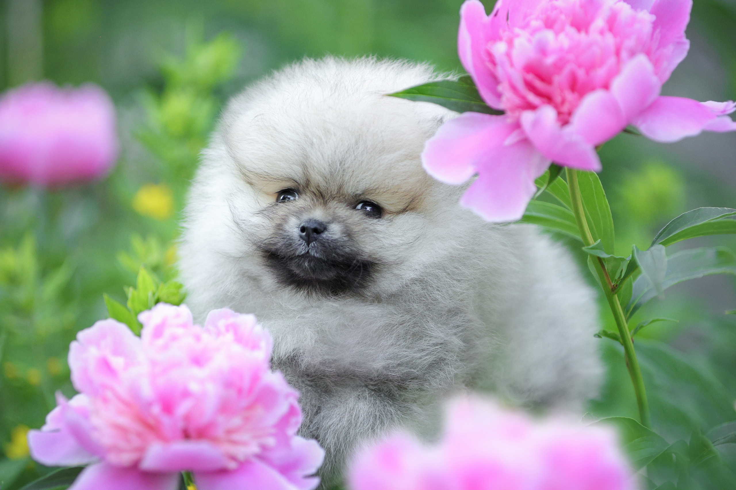 История Натальи. Семейный фотограф-анималист Ирина Андреева