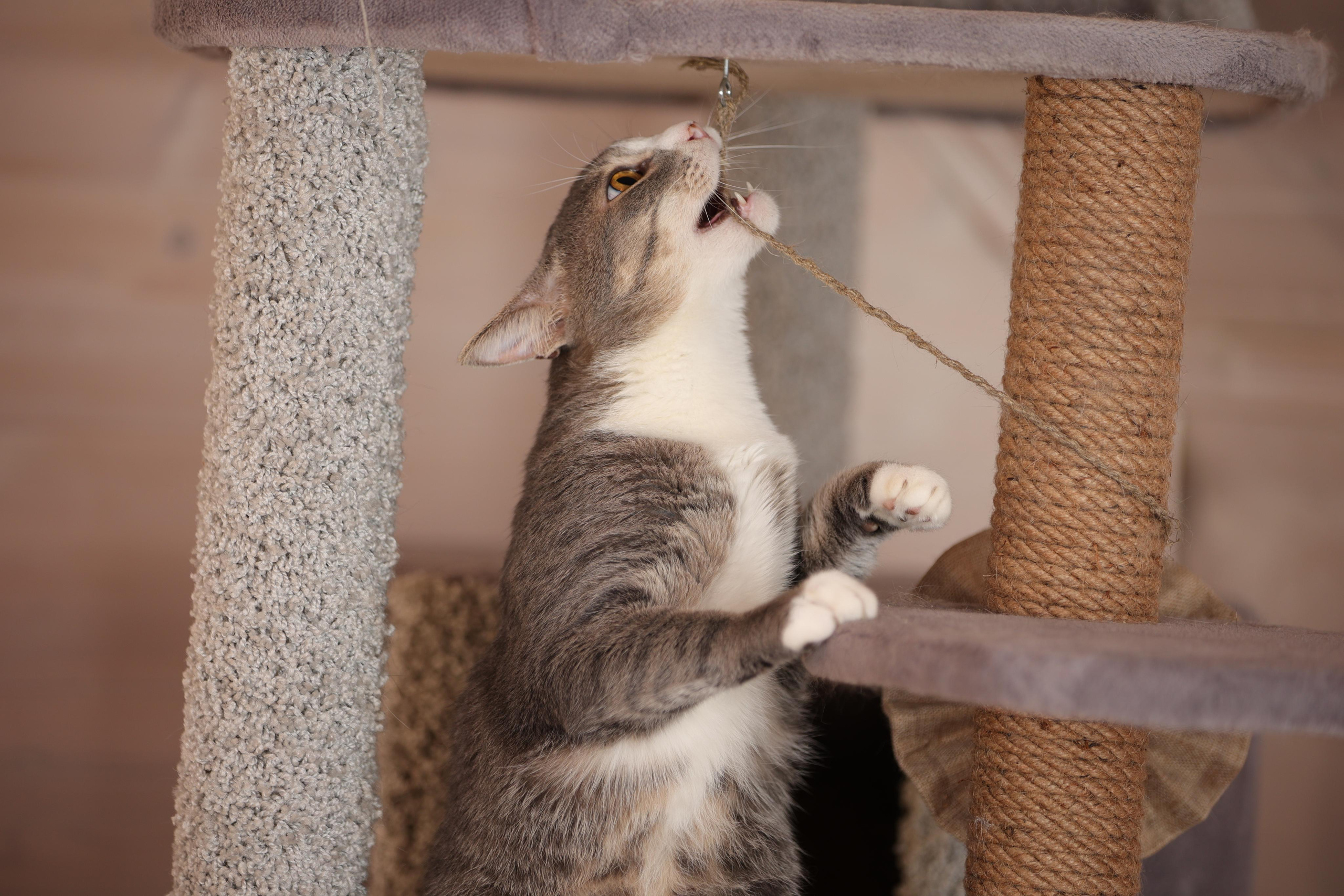 История Елены 1. Семейный фотограф-анималист Ирина Андреева