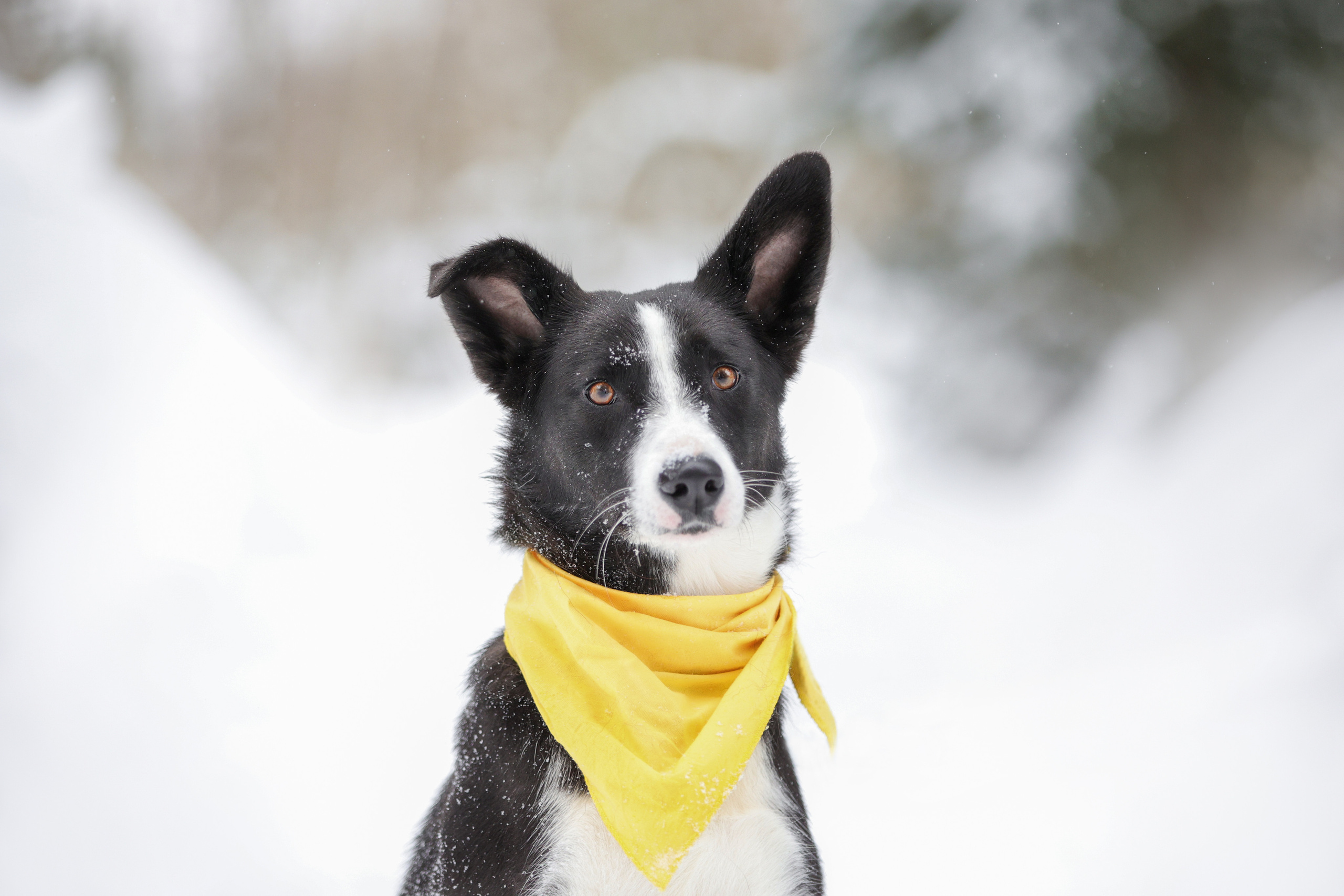 История Елены 1. Семейный фотограф-анималист Ирина Андреева