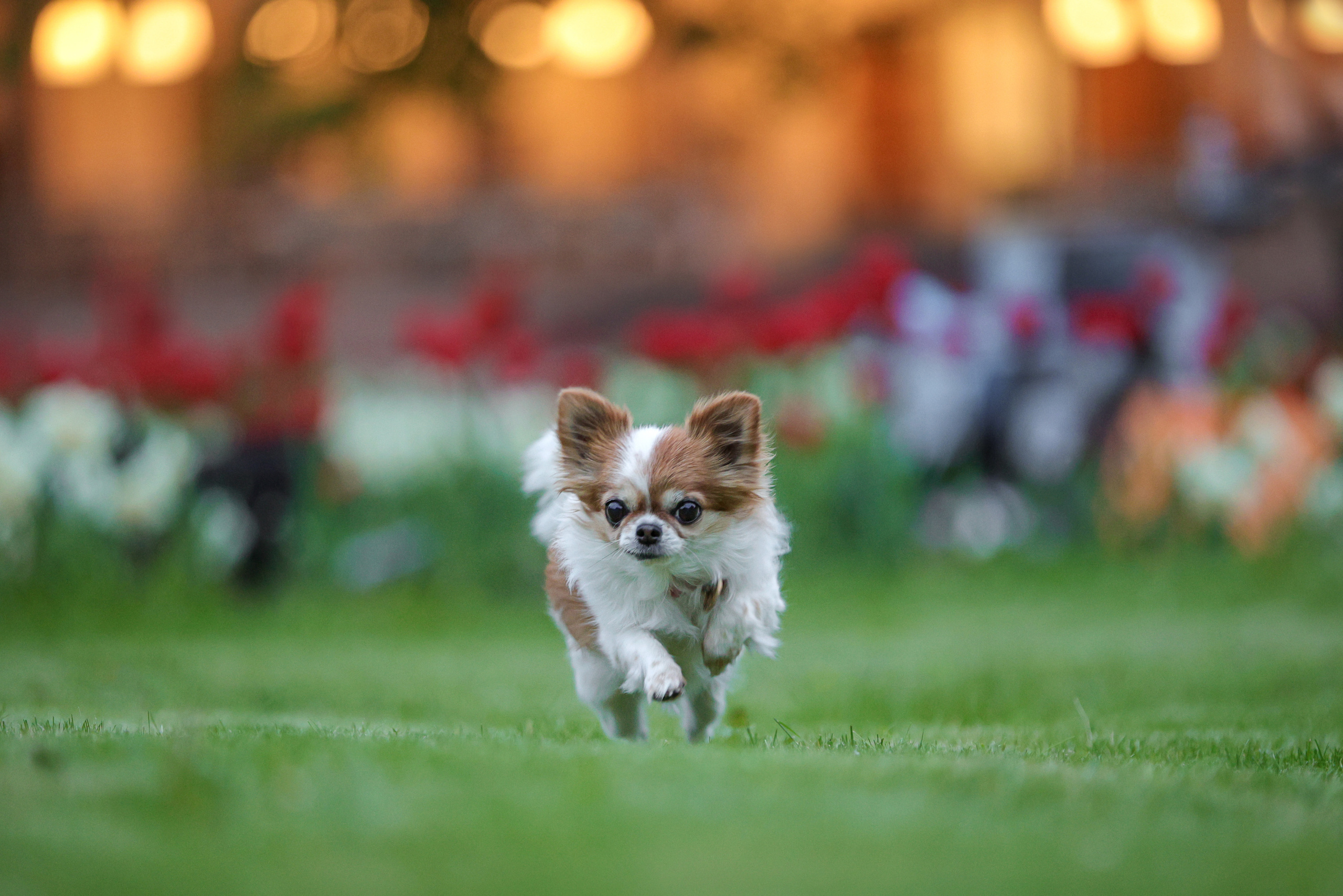Фотографии в движении. Семейный фотограф-анималист Ирина Андреева