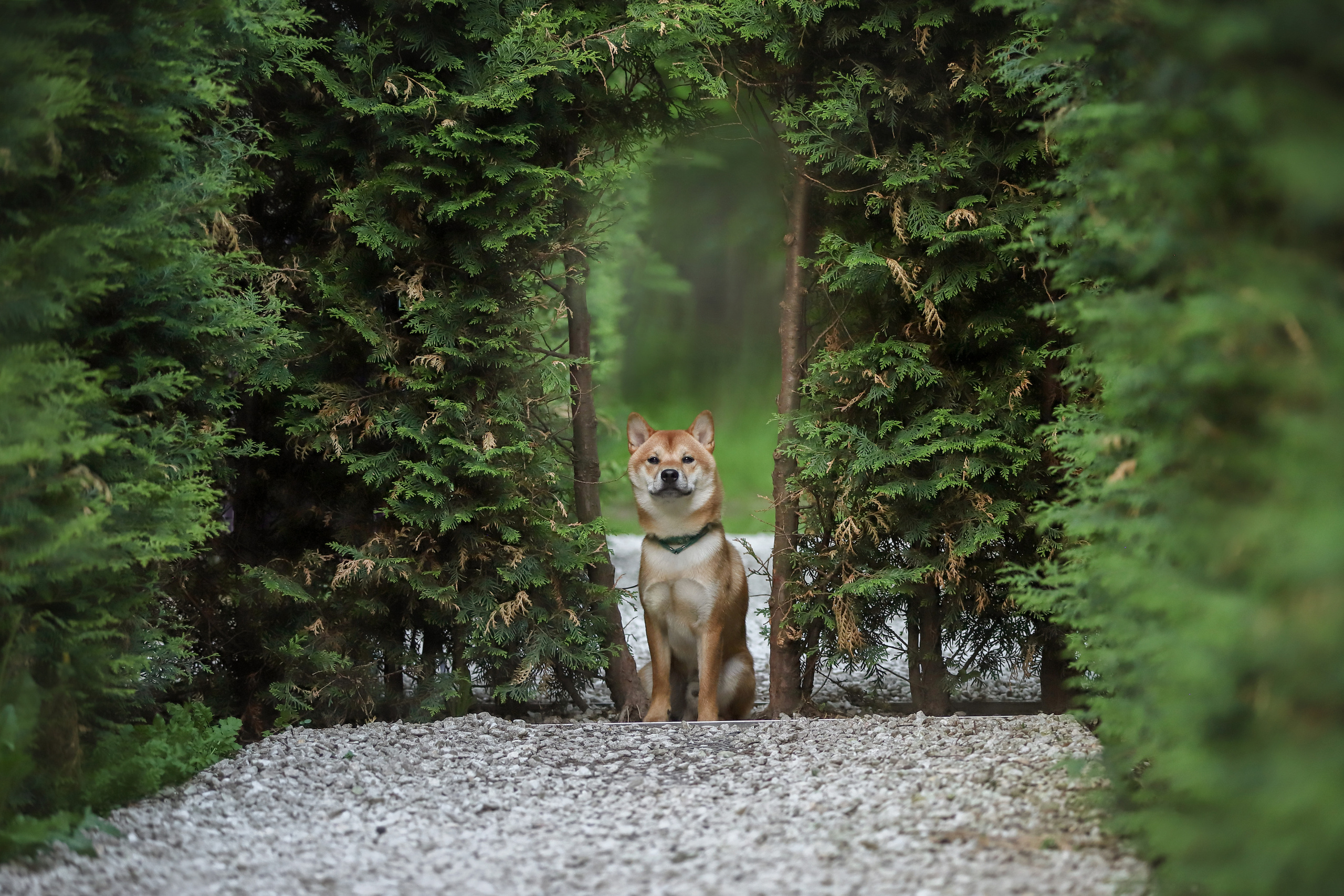 История Ксюши и Илюши. Семейный фотограф-анималист Ирина Андреева