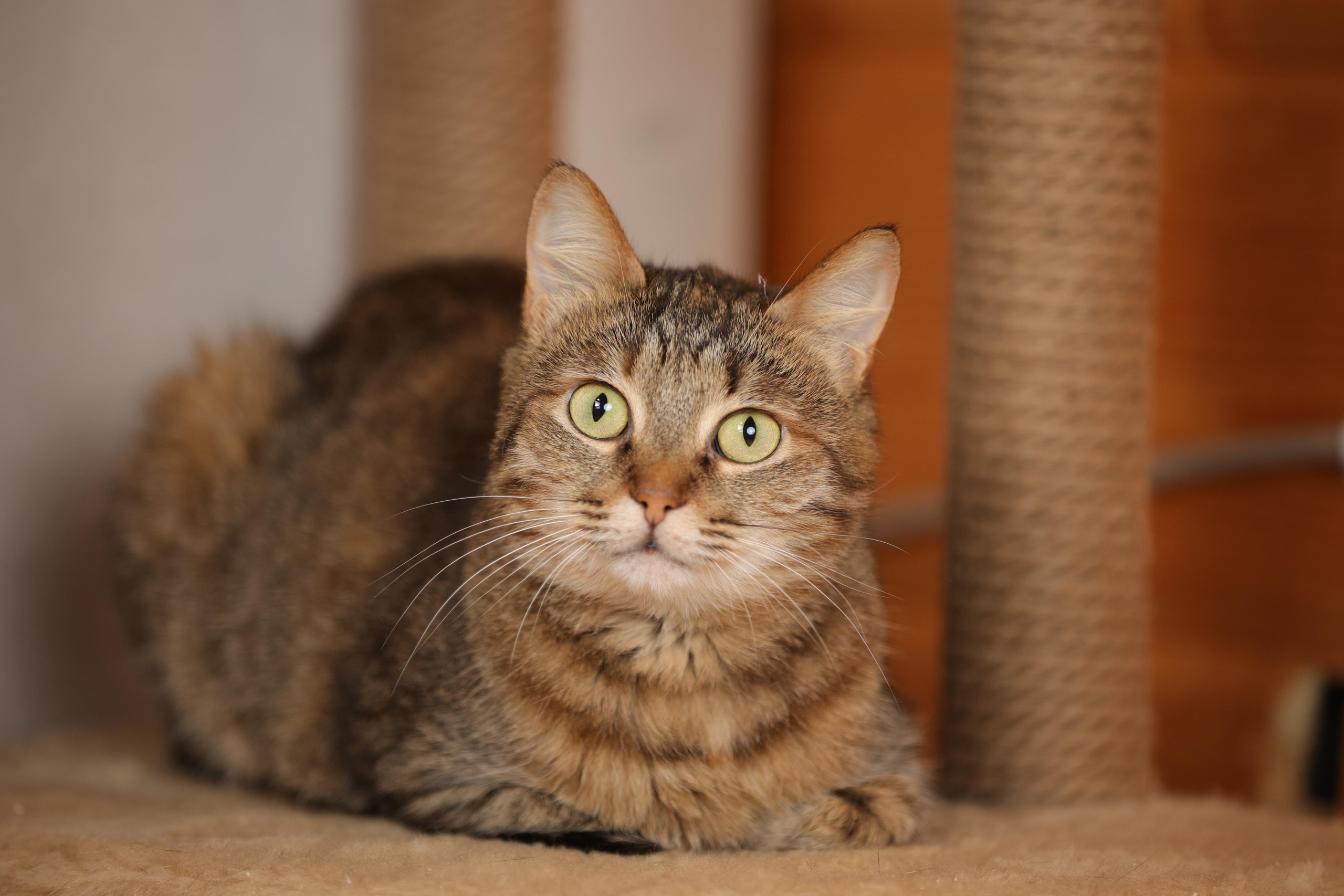 История Елены 1. Семейный фотограф-анималист Ирина Андреева