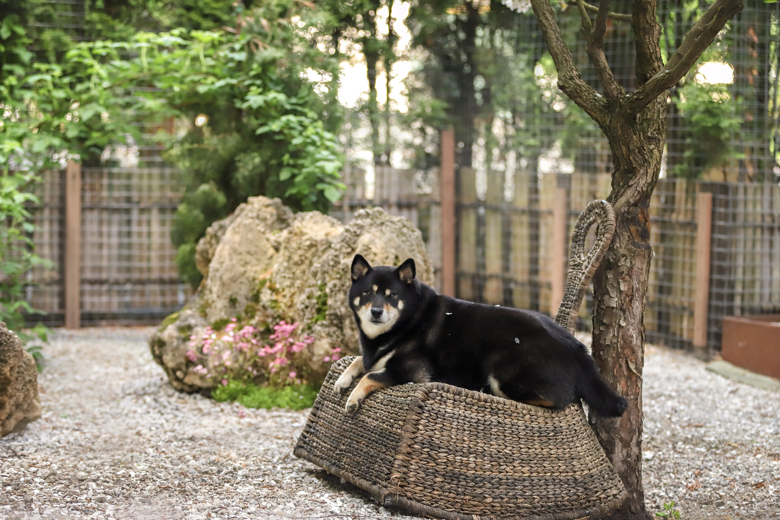 Портретные фотографии. Семейный фотограф-анималист Ирина Андреева