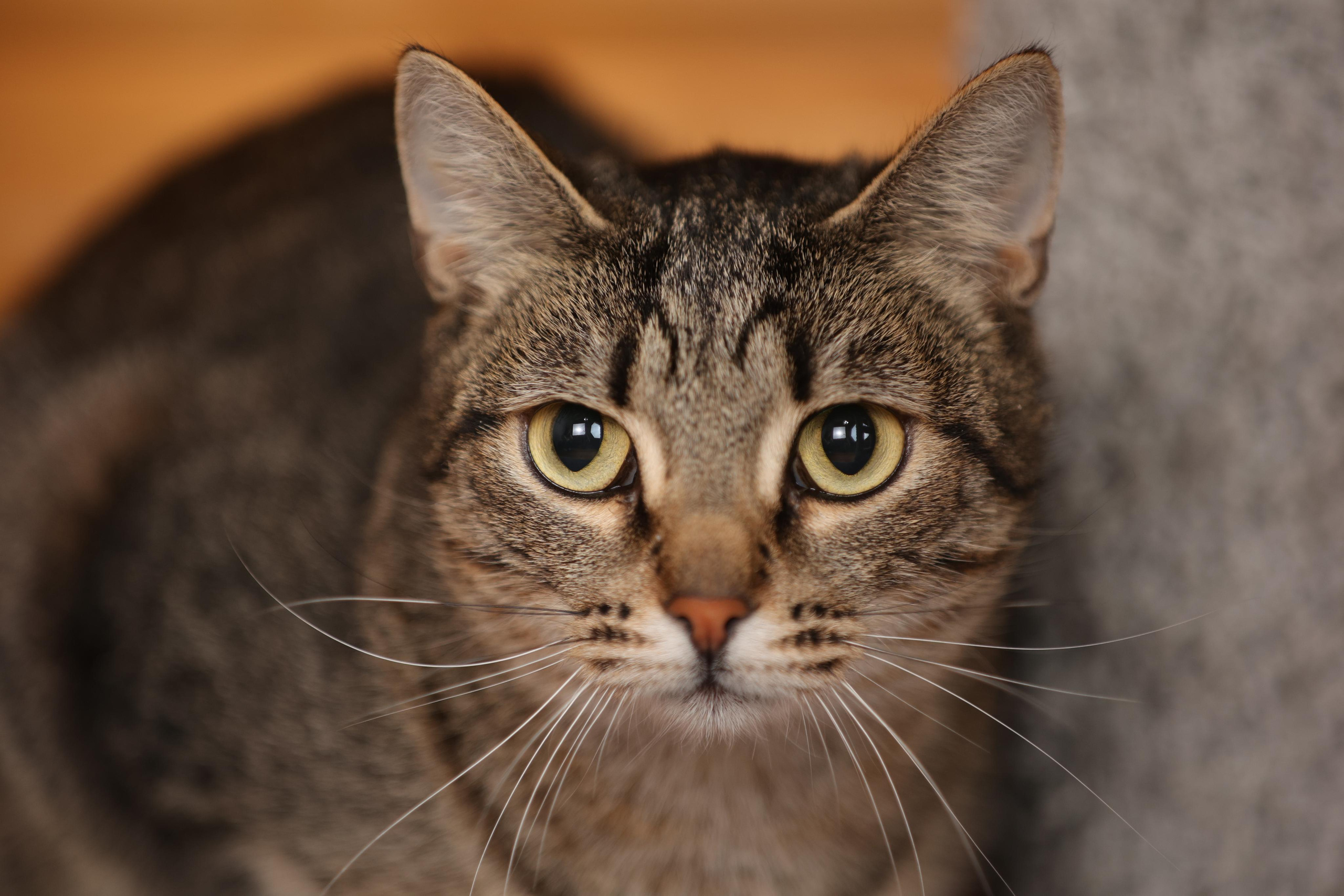 История Елены 1. Семейный фотограф-анималист Ирина Андреева