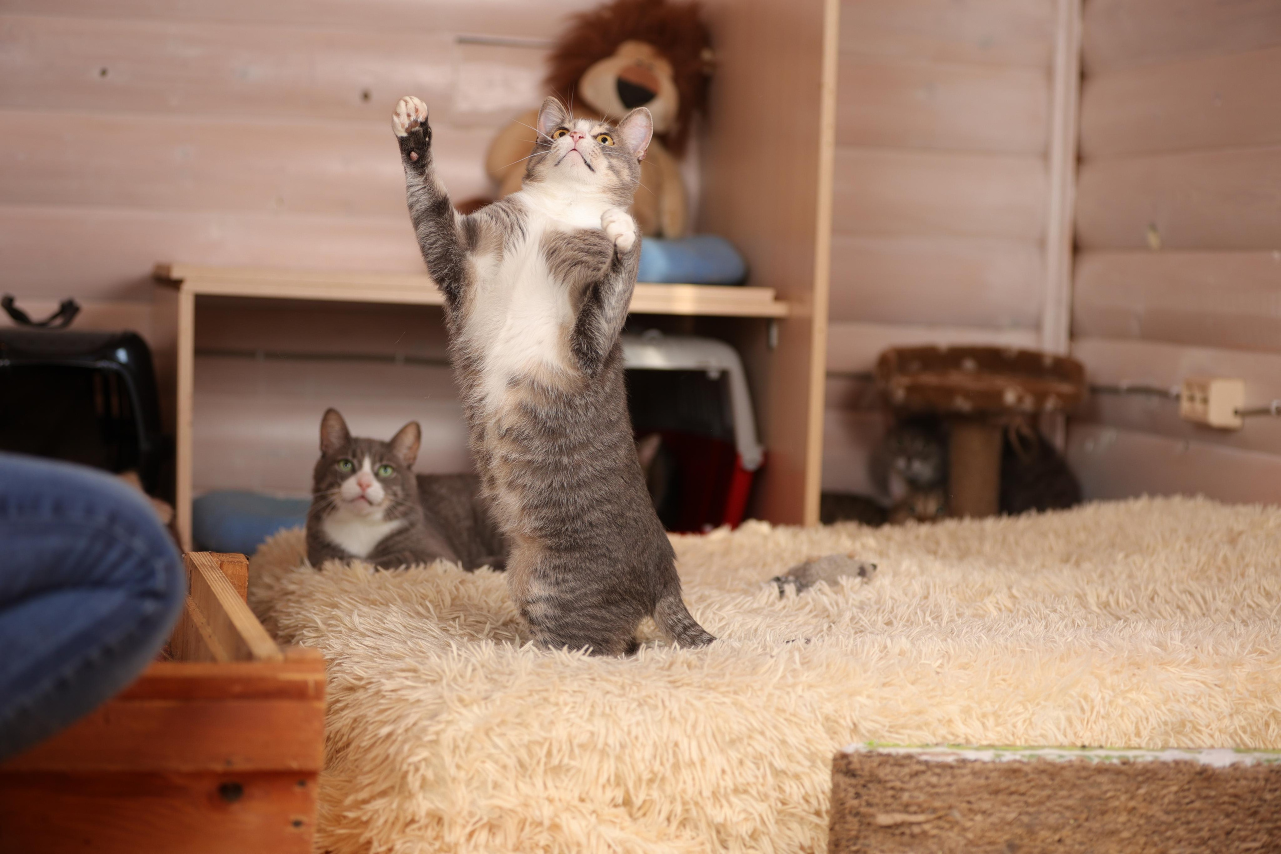 История Елены 1. Семейный фотограф-анималист Ирина Андреева