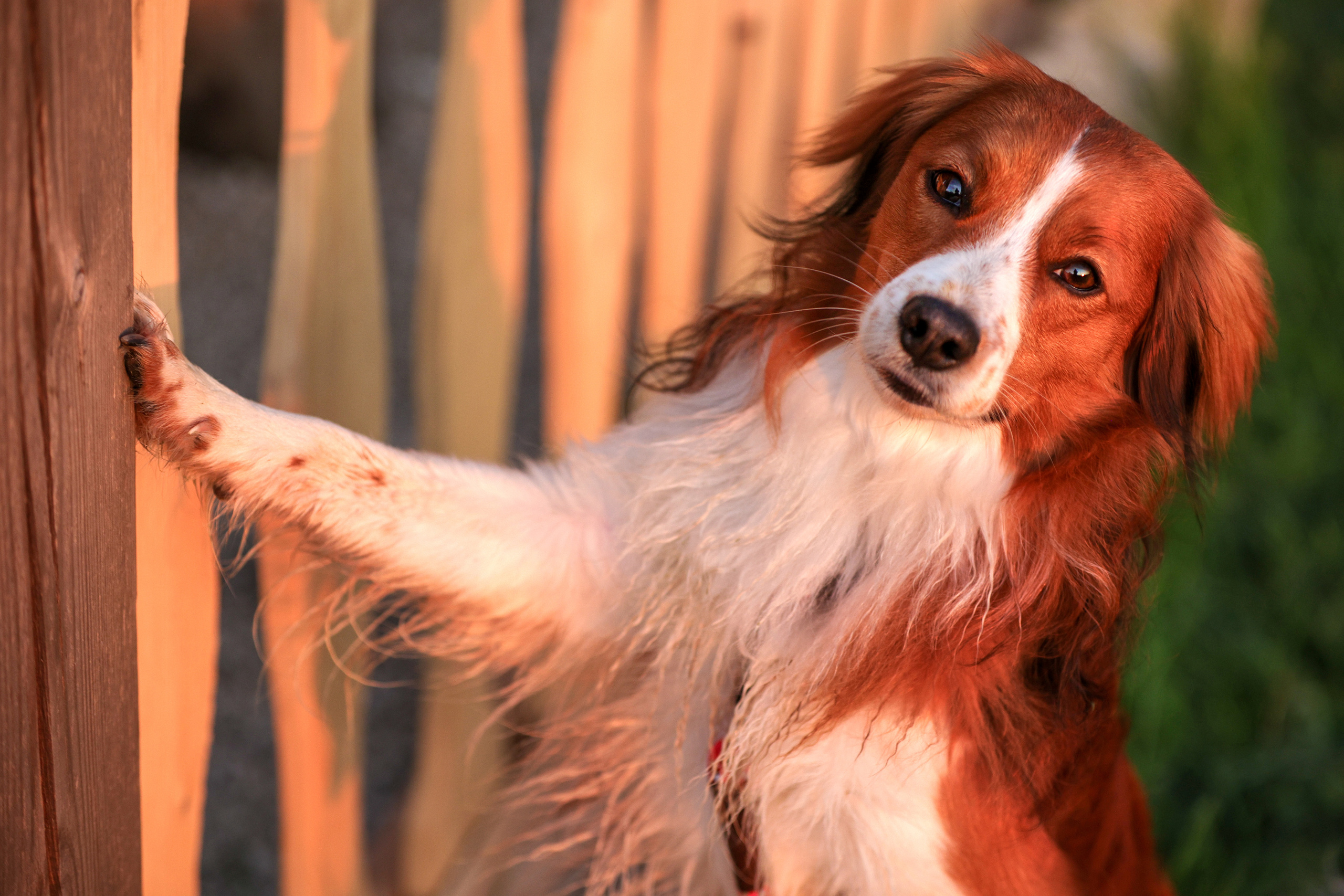 История Наташи Мельница. Семейный фотограф-анималист Ирина Андреева