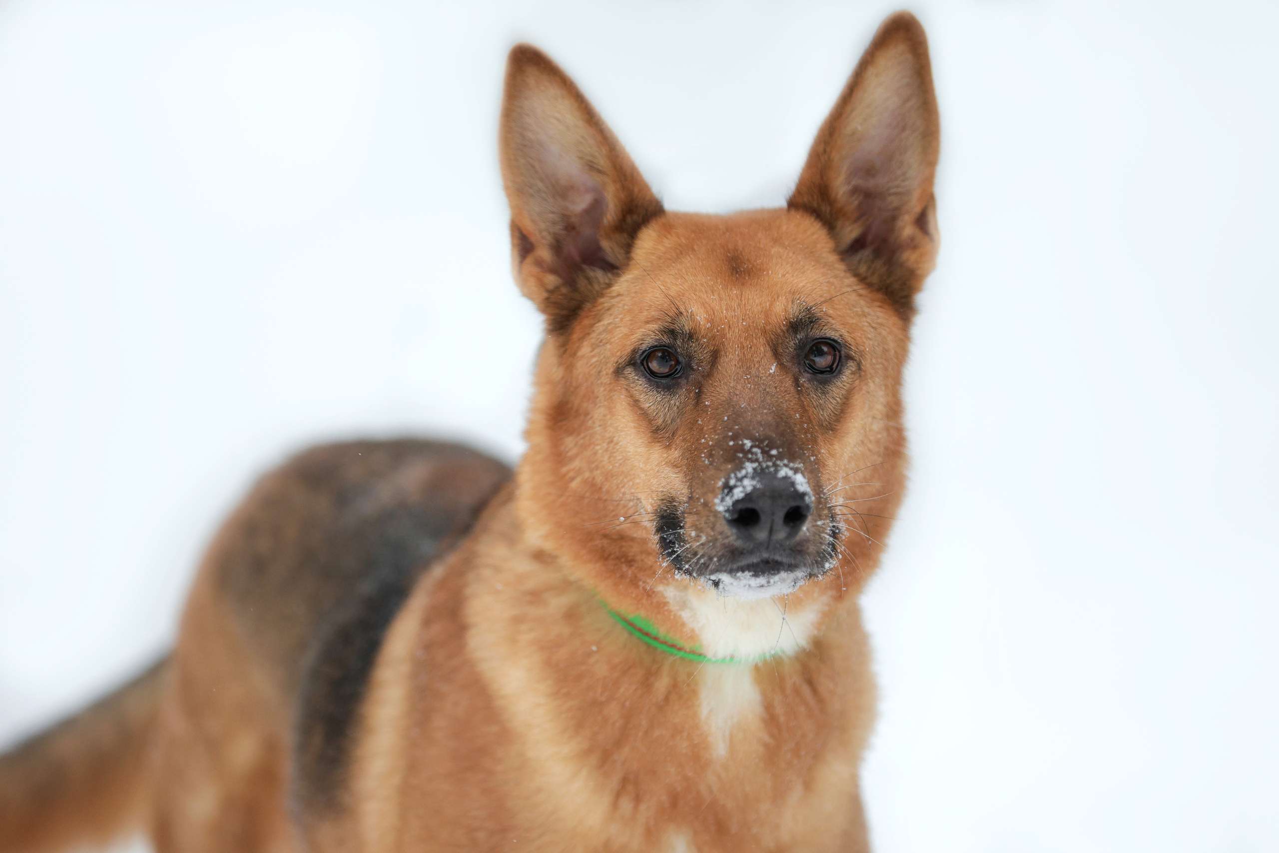 История Елены 1. Семейный фотограф-анималист Ирина Андреева