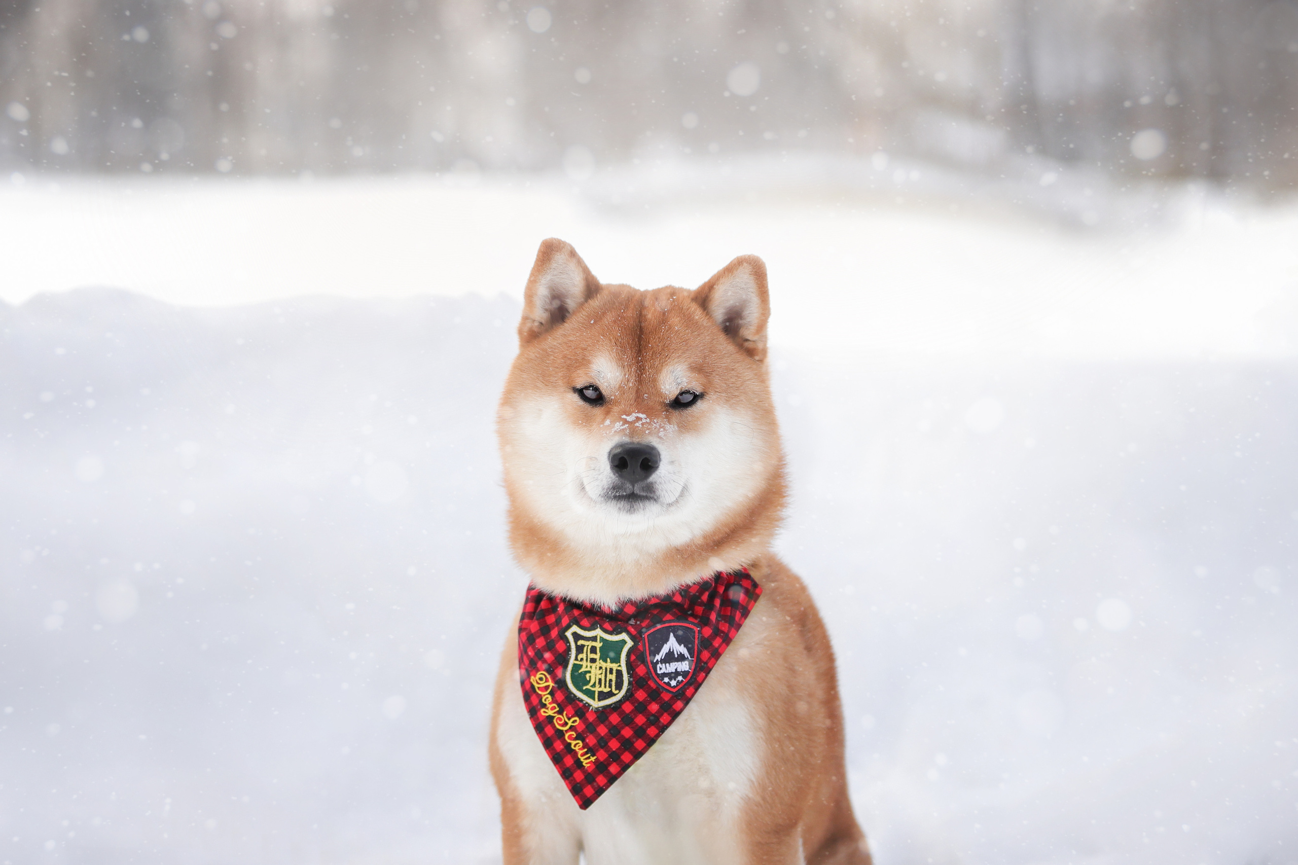 Портретные фотографии. Семейный фотограф-анималист Ирина Андреева