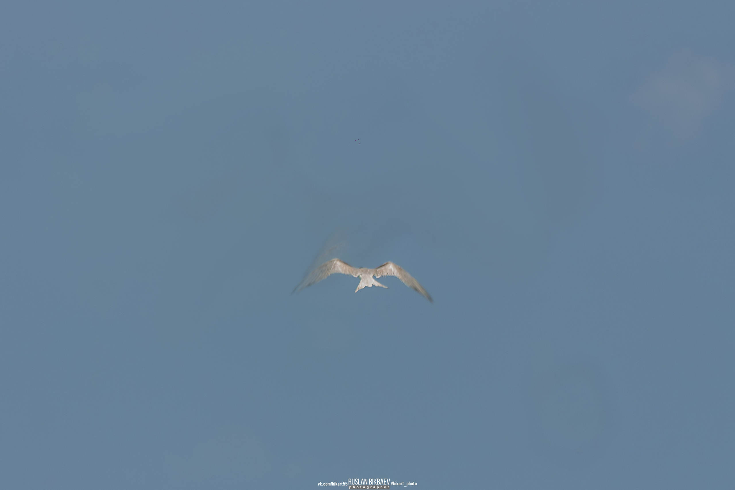 ШРИ-ЛАНКА 2025 / SRI LANKA 2025. Главная