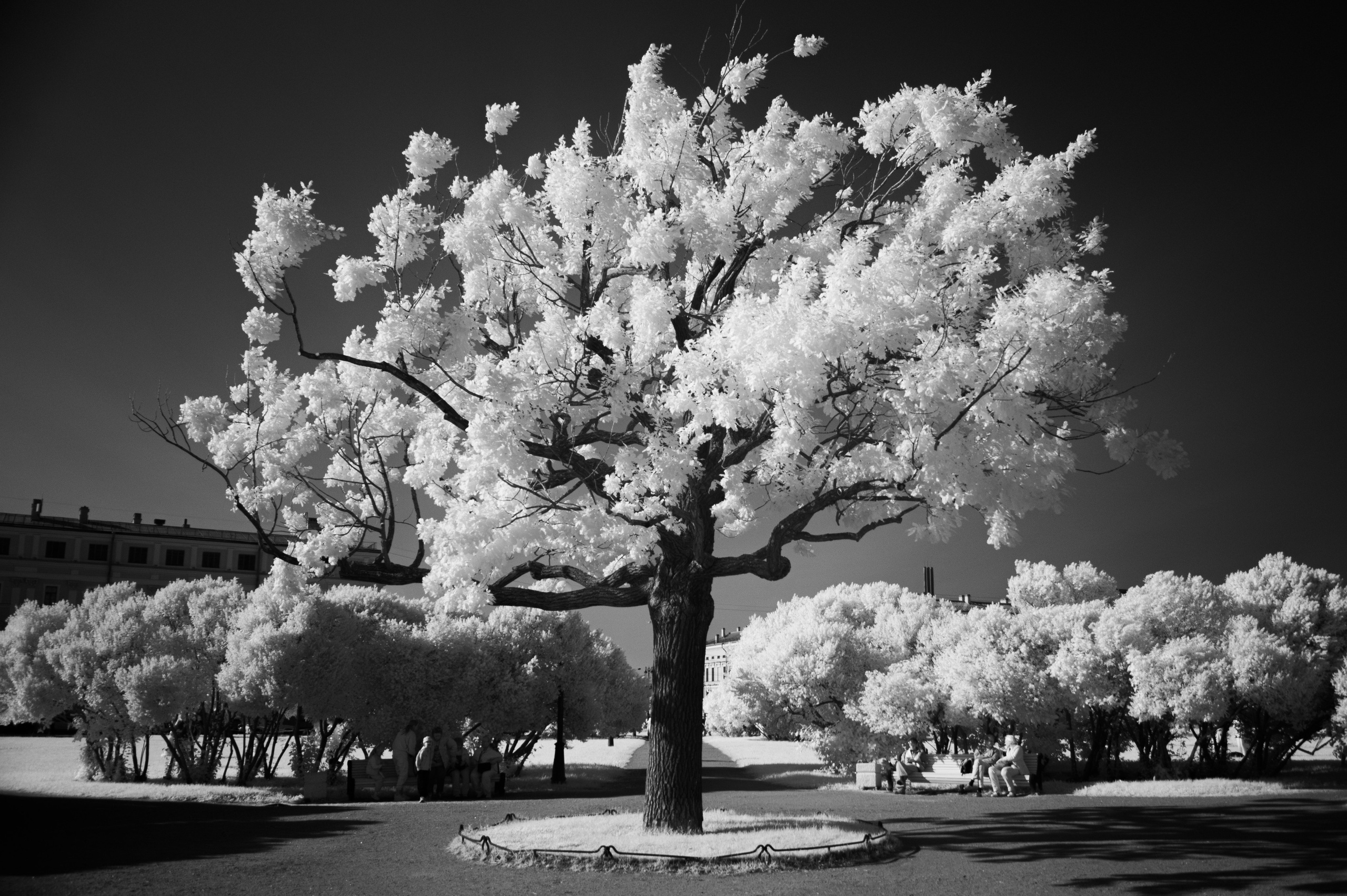 Infrared mono. AThumbnails