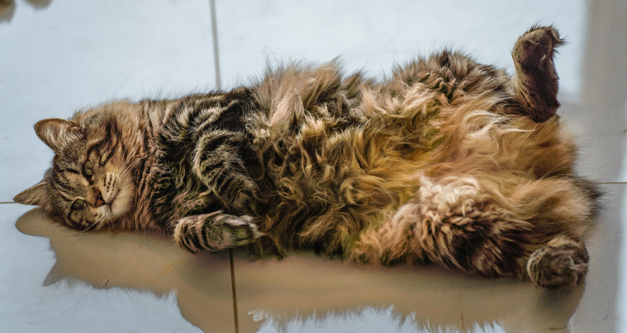 Питомник Курильских бобтейлов. Фотограф в Москве Ленарская Дарья