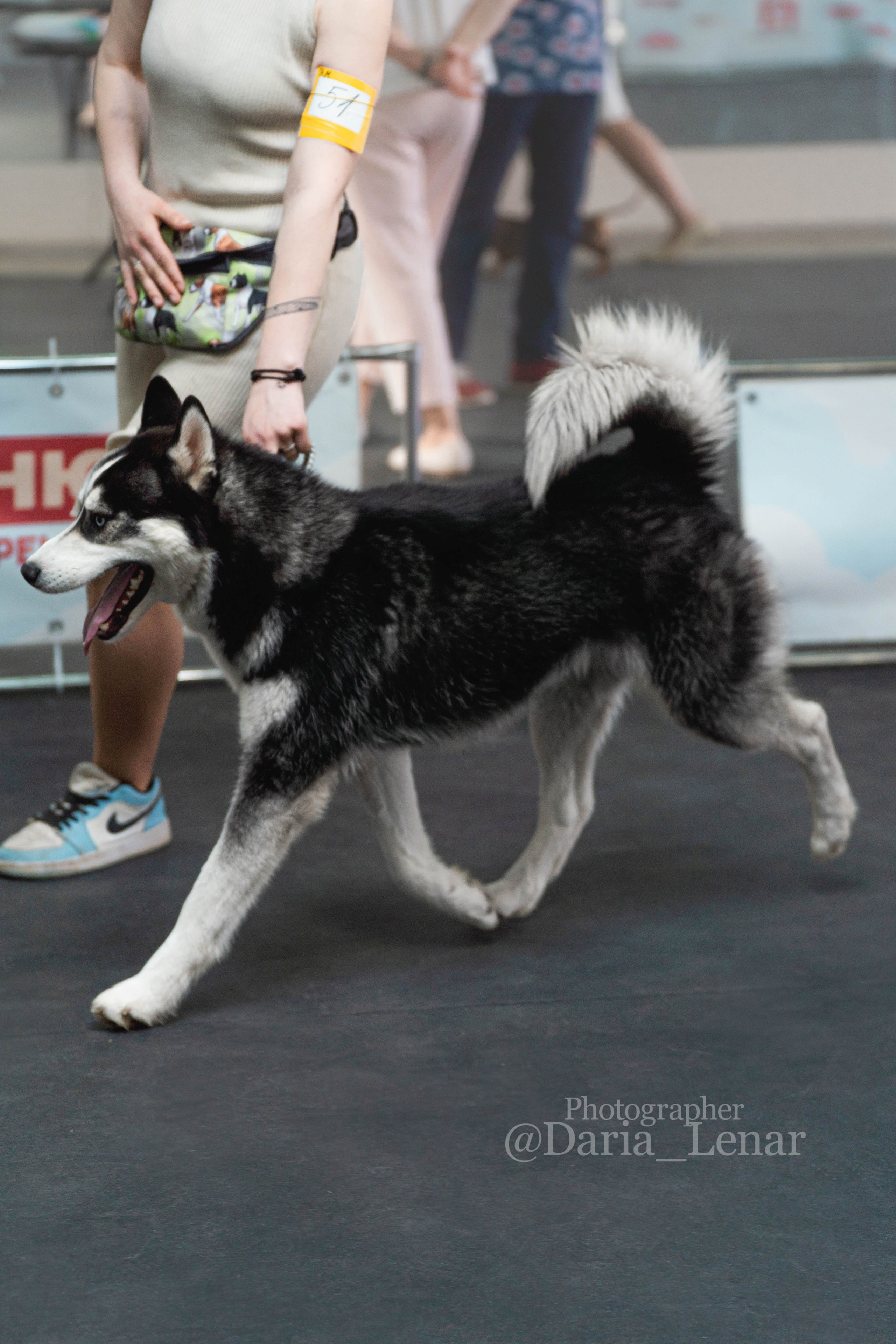 Выставки собак. Фотограф в Москве Ленарская Дарья