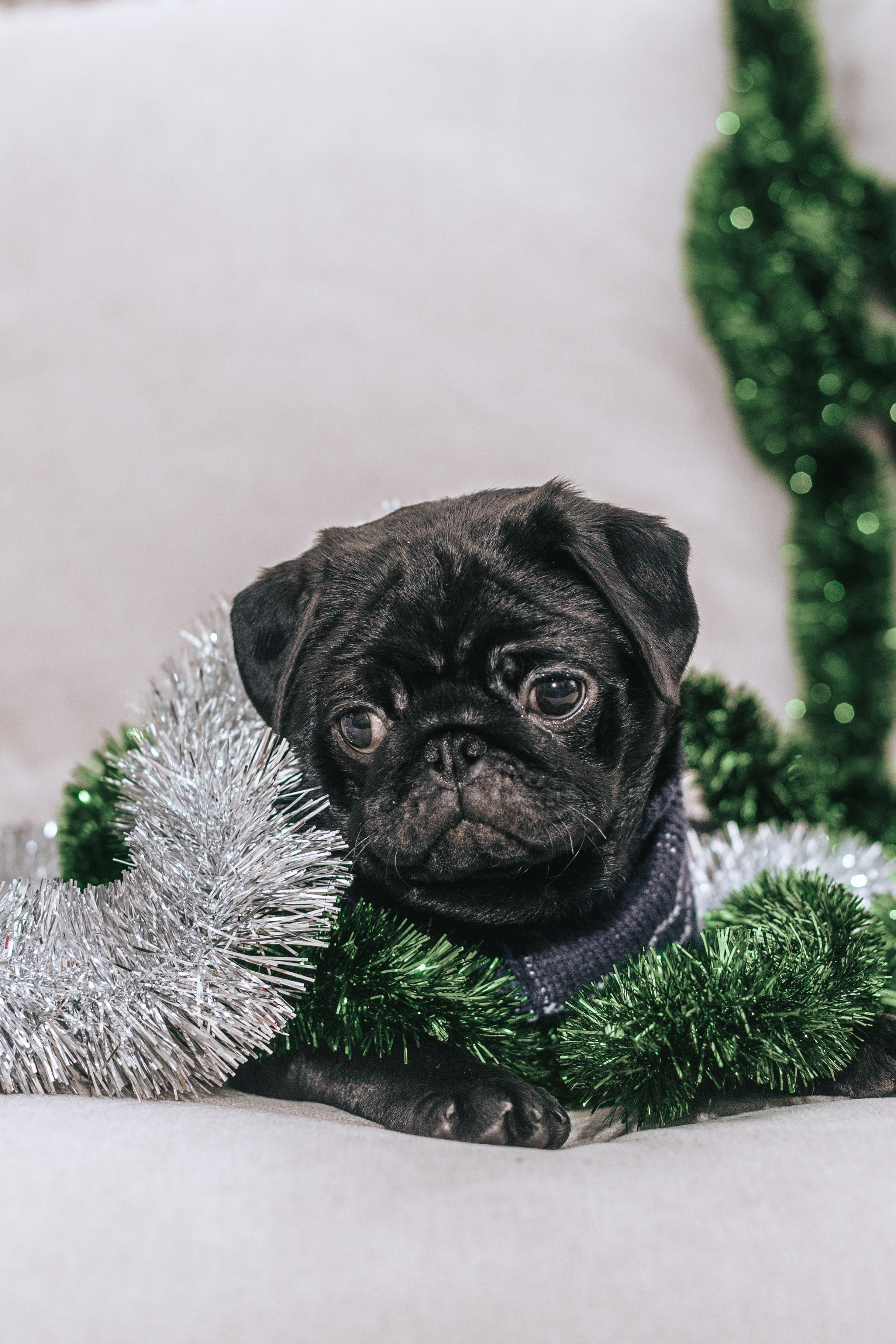 Домашняя фотосессия Оли и двух ее мопсов. Фотограф-анималист Татьяна Степанова