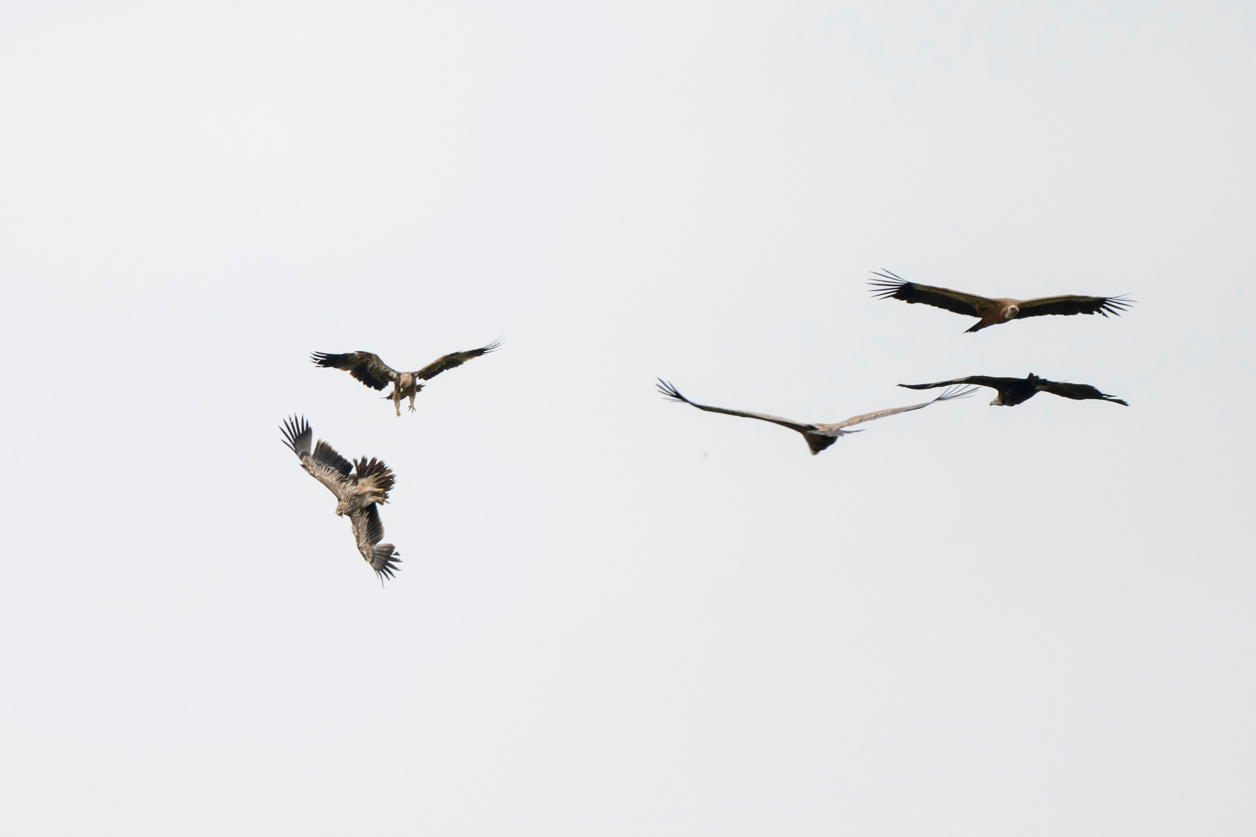 Дикая природа Дагестана. Май 2025 г. Foto-Zuev фотография как искусство