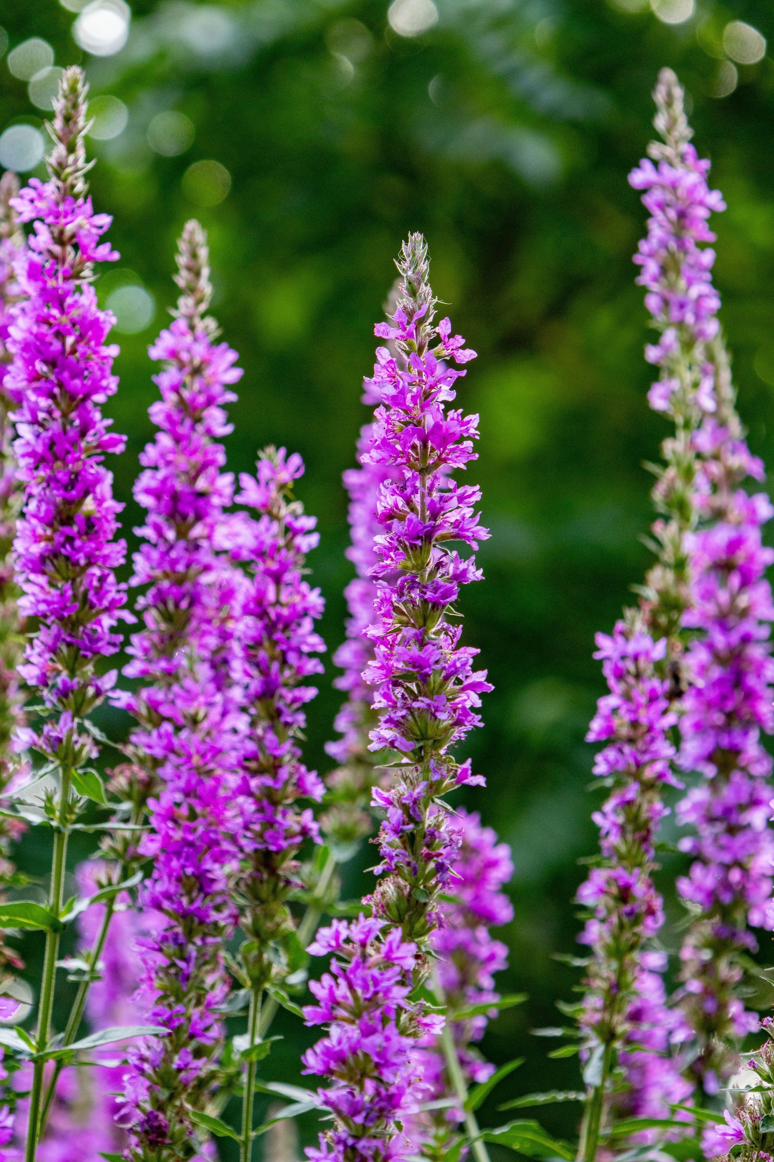 Екатеринбург. Jean De Vivre Gallery