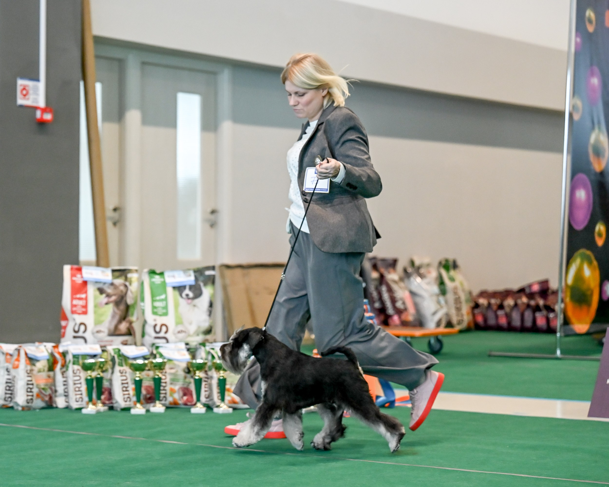 Цафир/ Delinso Balance Сzafir Lumier. Питомник цвергшнауцеров в Беларуси «Делинсо Бэлэнс»