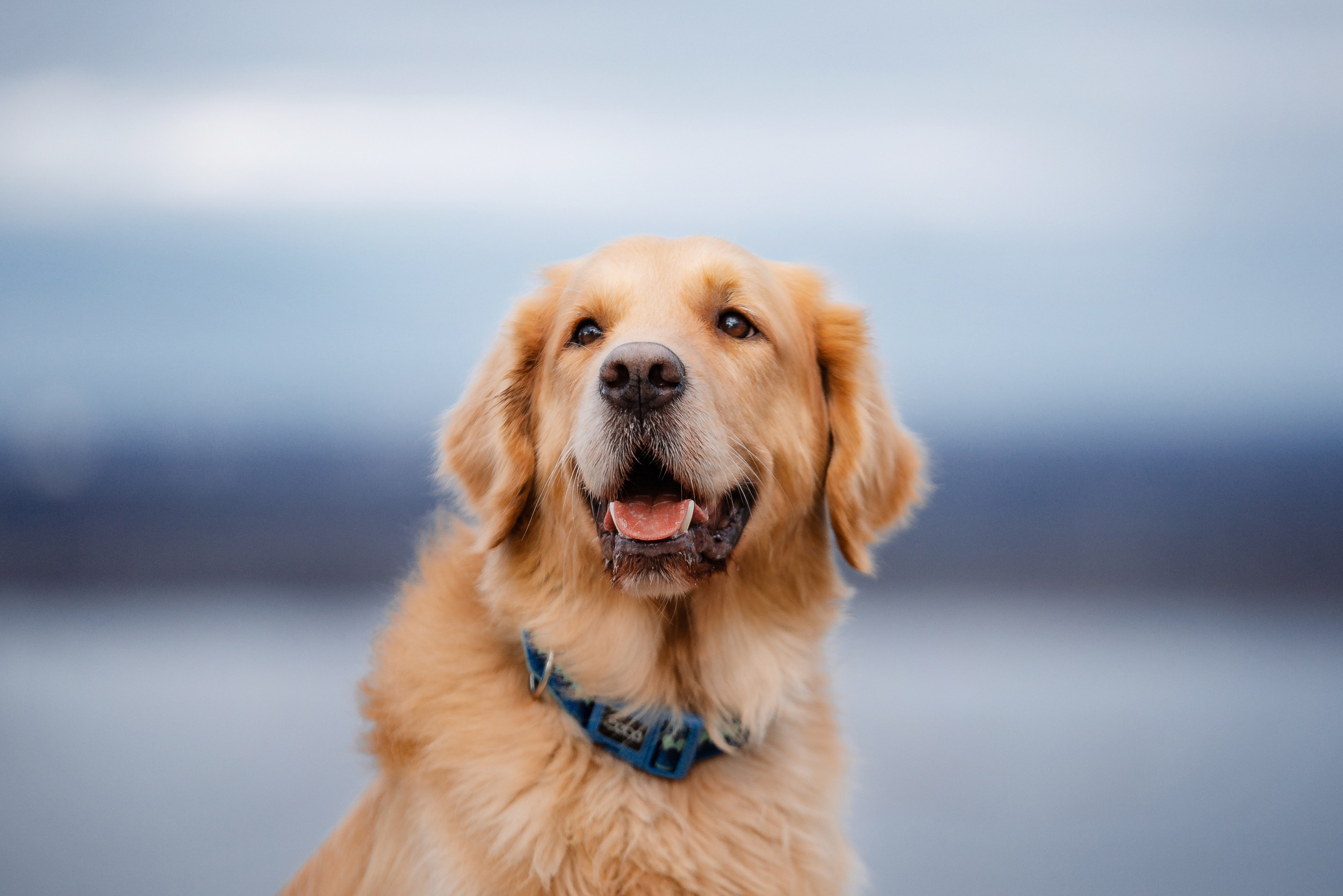 Юля, Стёпа и Мята. Фотограф-анималист Анастасия Парфенова|Екатеринбург