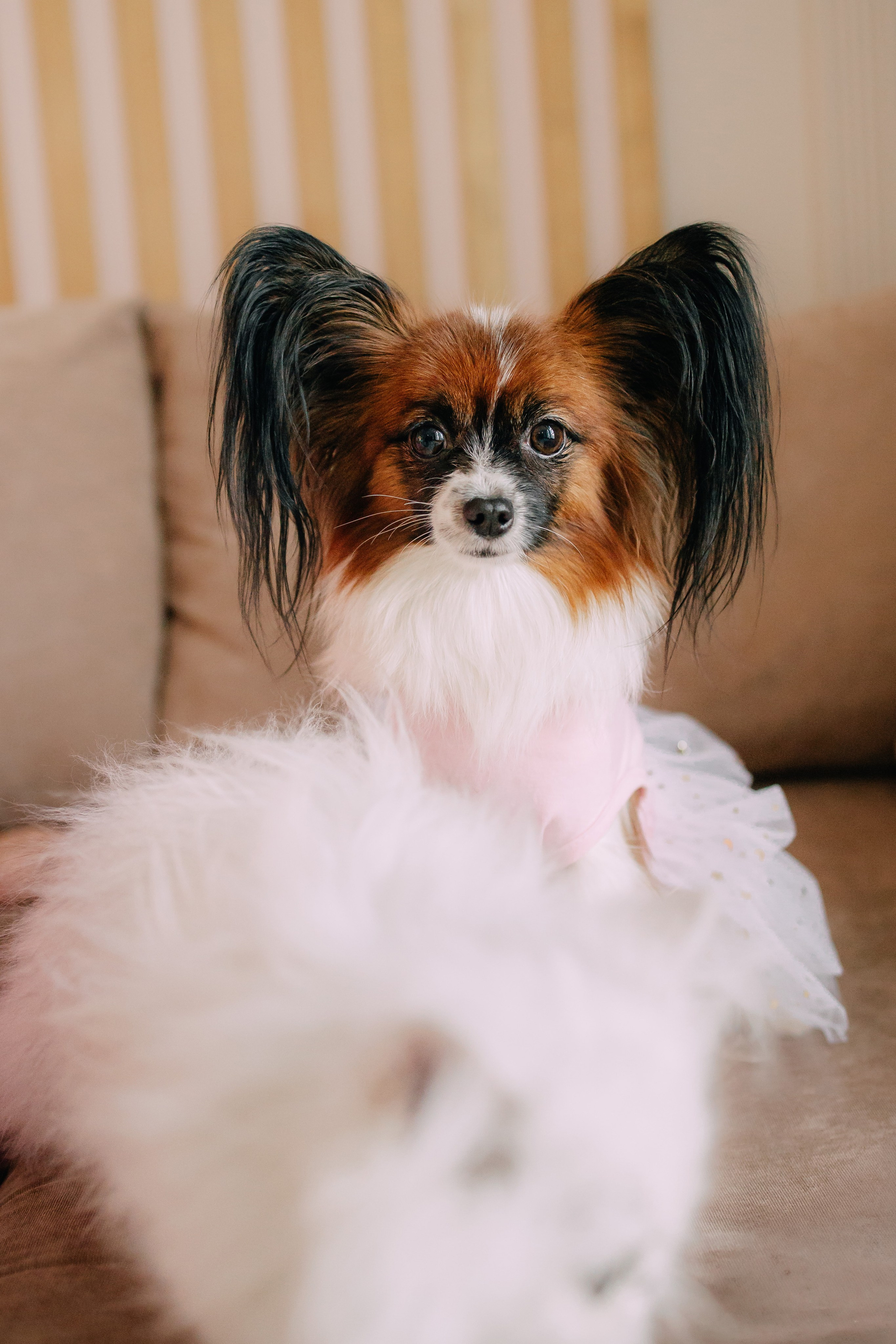 Султан, Мэй Мэй и Шанталь и их семья