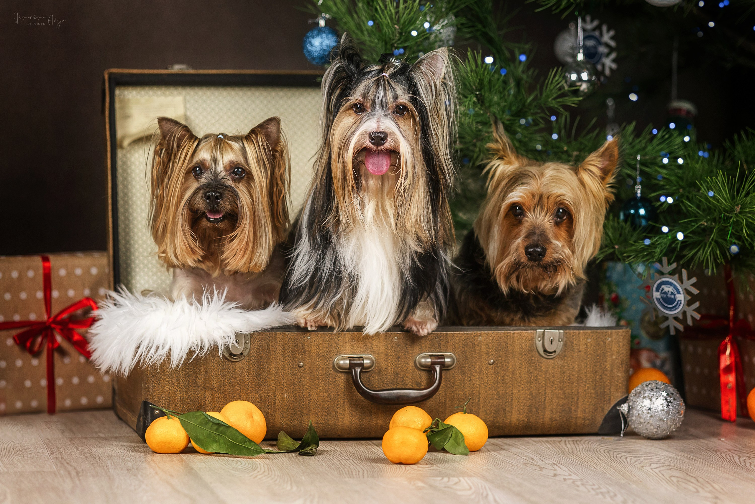 Фотодень_1 2025. Фотограф анималист Аня Ливанова | Рыбинск