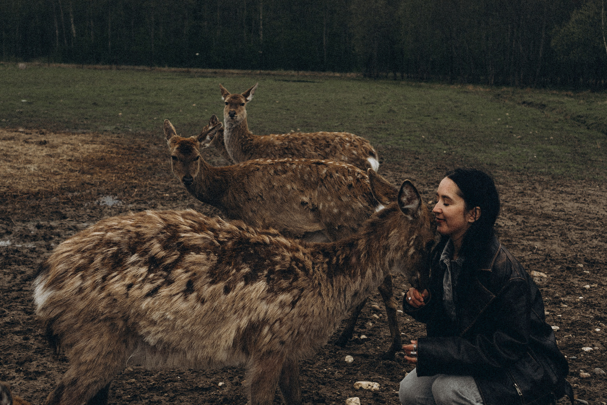 ОЛЕНЬЯ ФЕРМА В ТВЕРИ. Профессиональный фотограф, Санкт-Петербург — Виктория Богомолова
