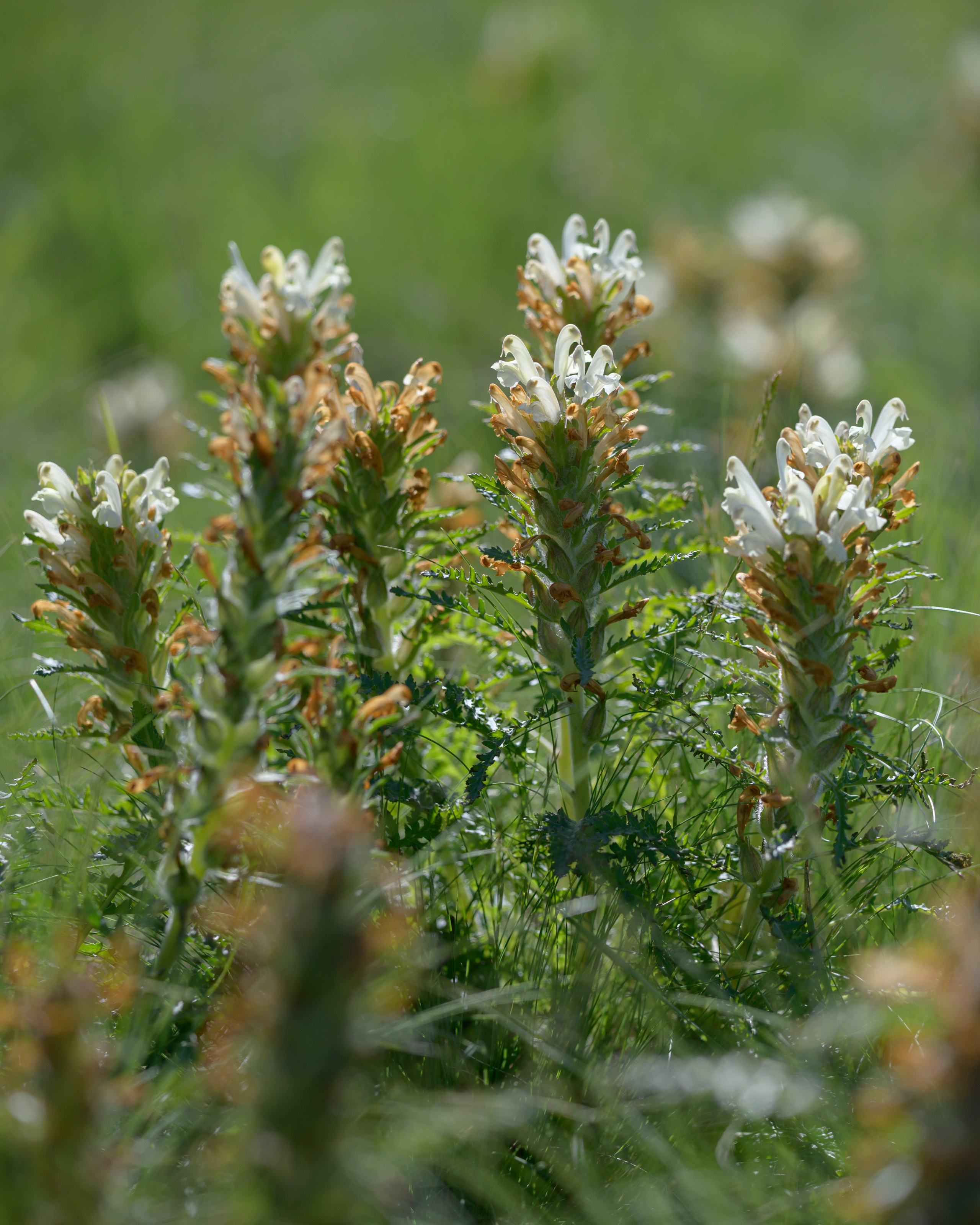 Оренбуржье. Портретный фотограф в Челябинске Катерина Руди