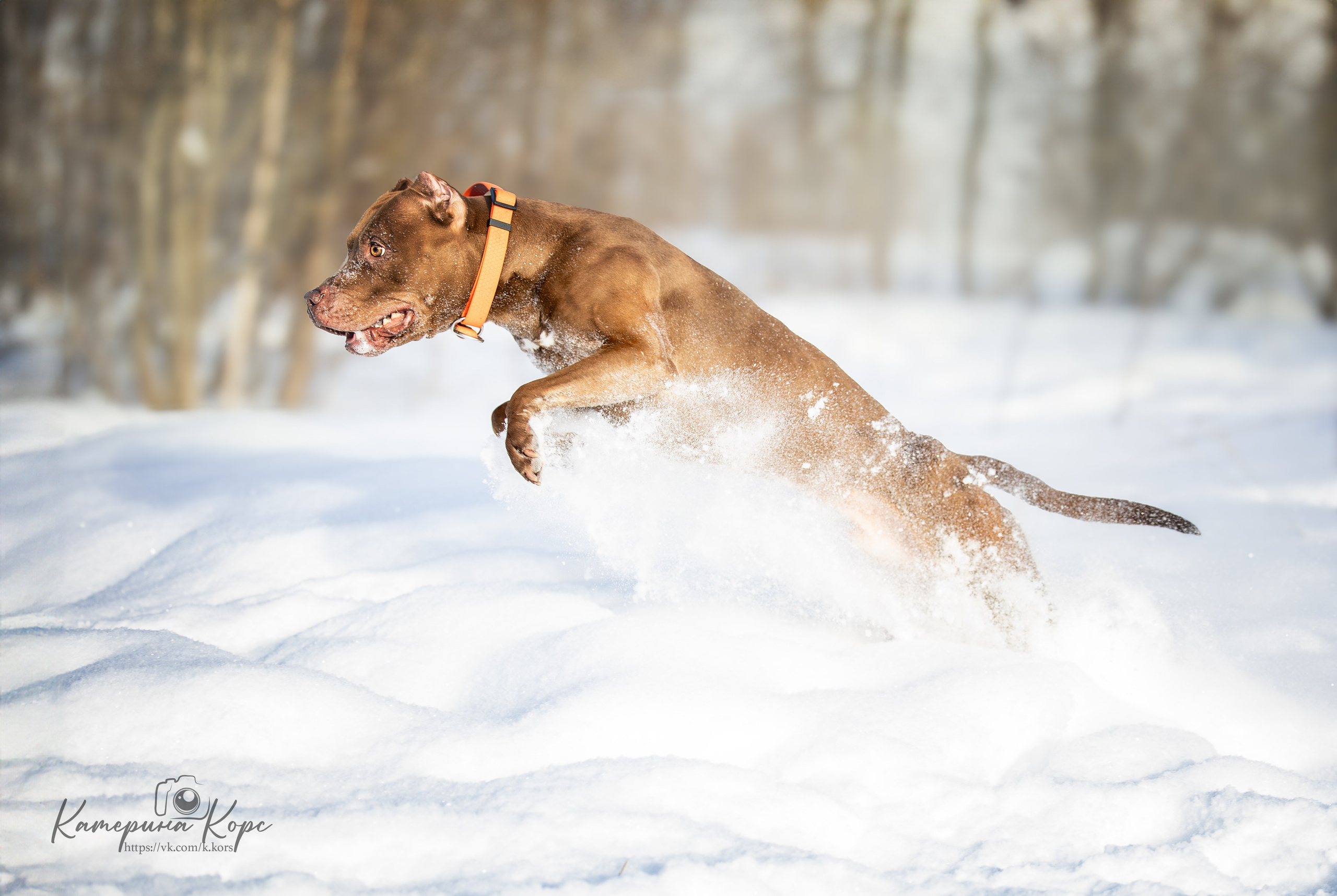 Питбуль Гринч. Главная