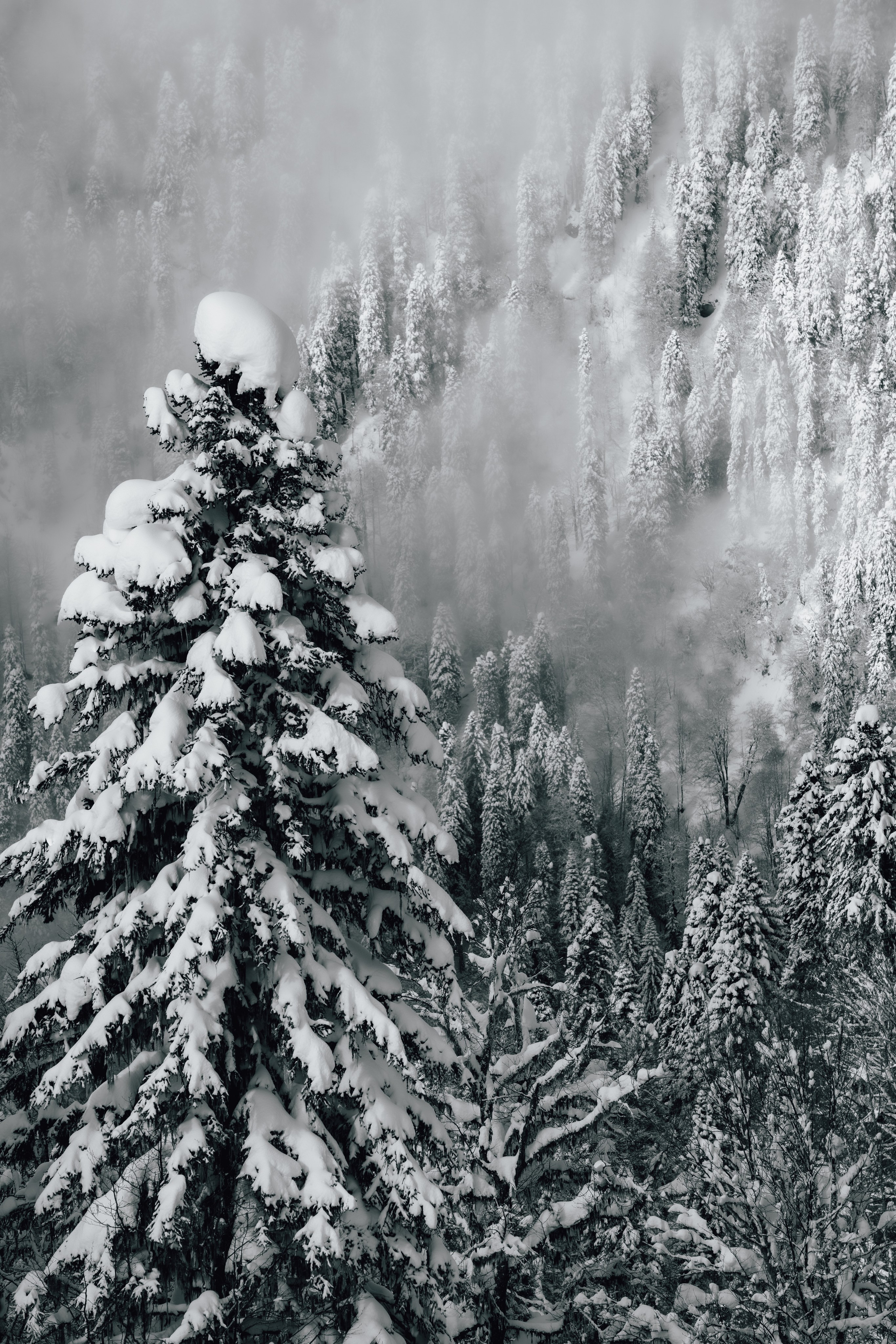 Путешествия и пейзаж. Репортажный фотограф в Красной Поляне и Сочи Павлюченко Екатерина