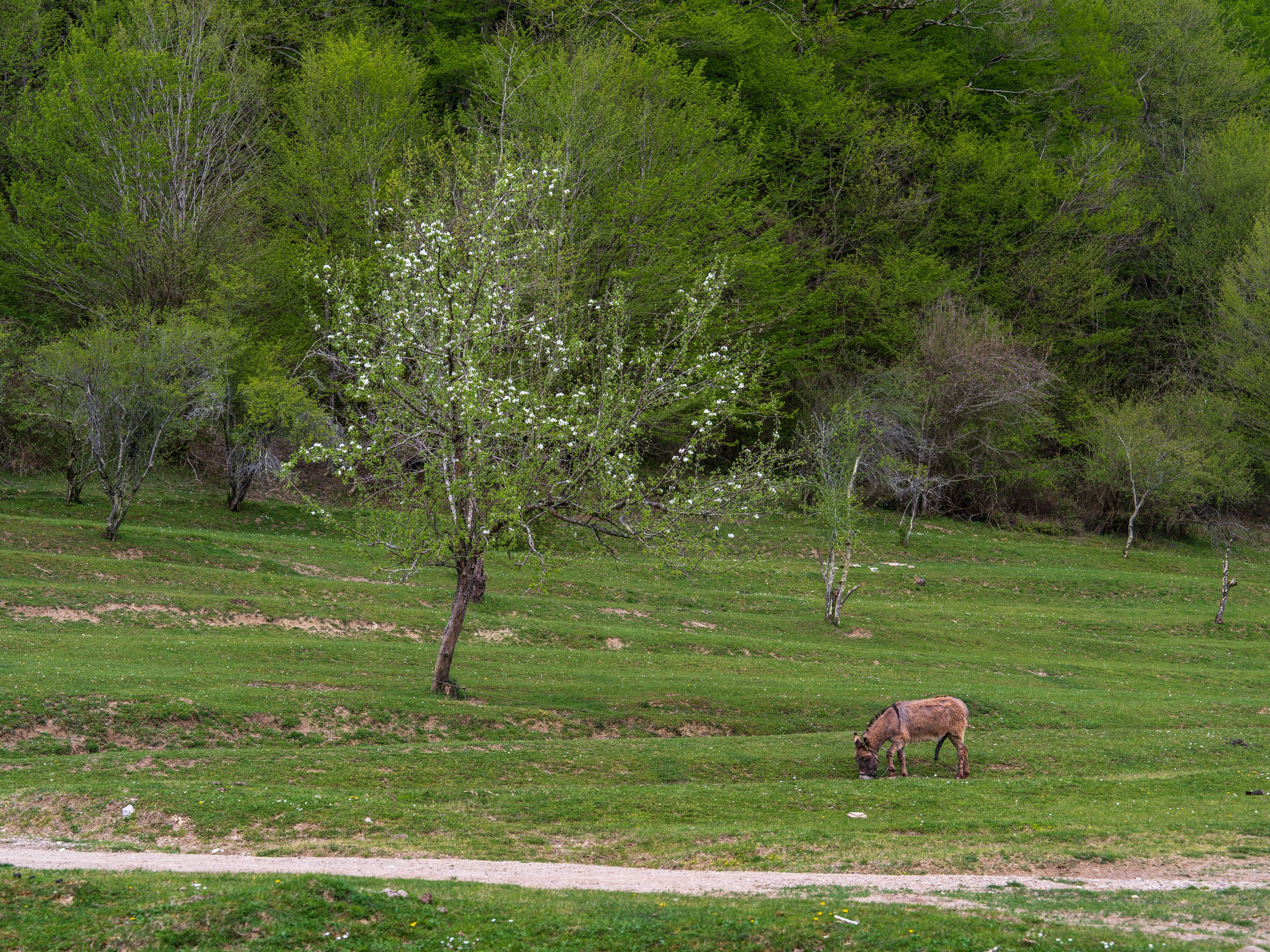 MICE мероприятие — джиппинг на каньон Псахо. Репортажный фотограф в Красной Поляне и Сочи Павлюченко Екатерина