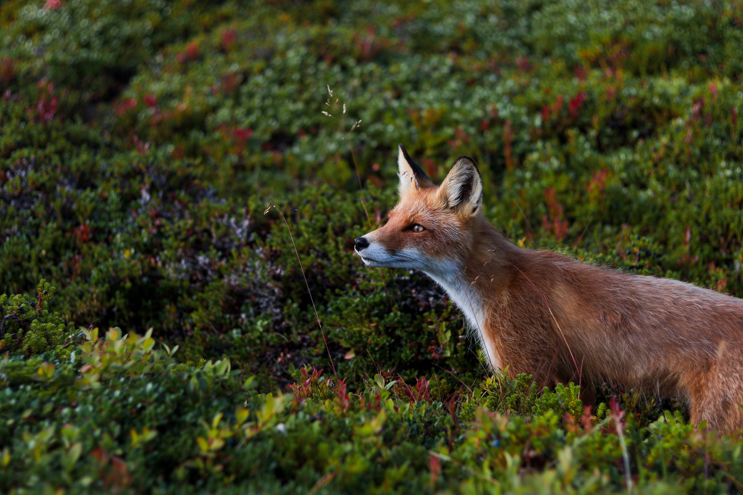Соловецкие острова. Фотограф Манеев Богдан