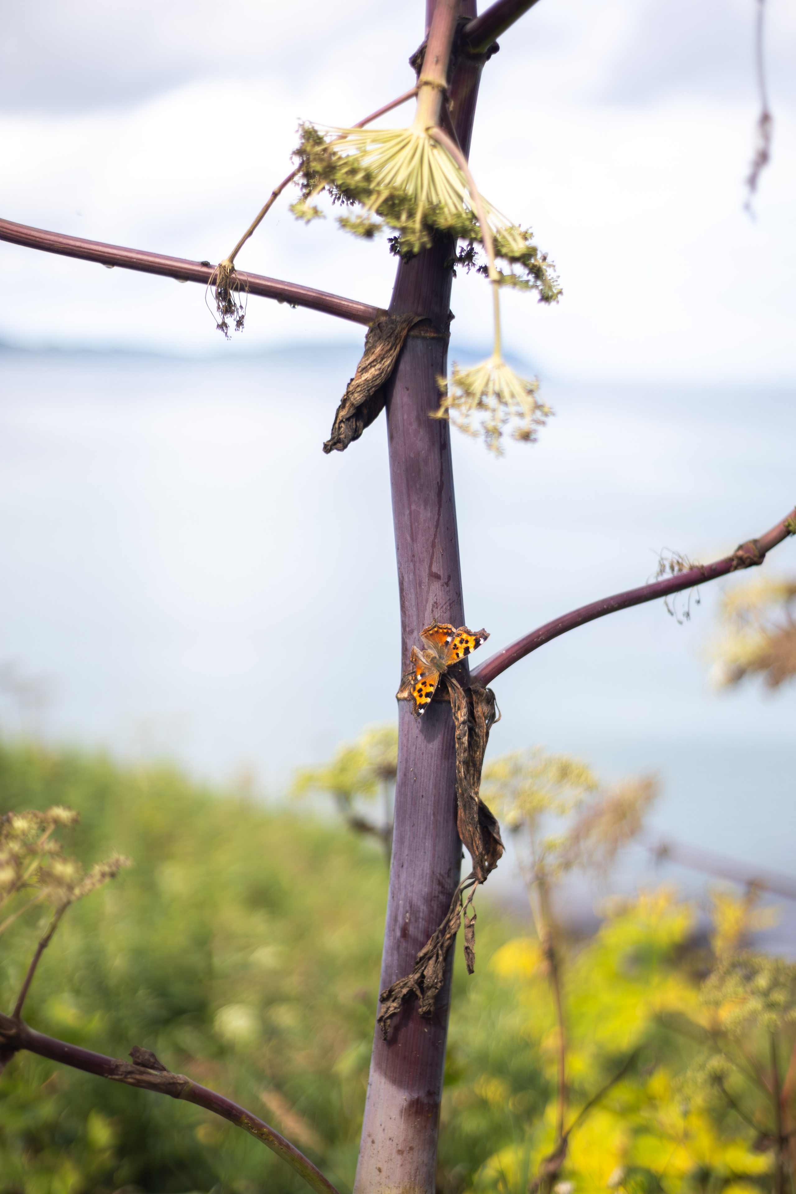 Мыс Евстафия. Фотограф в Южно-Сахалинске Гусаков Евгений