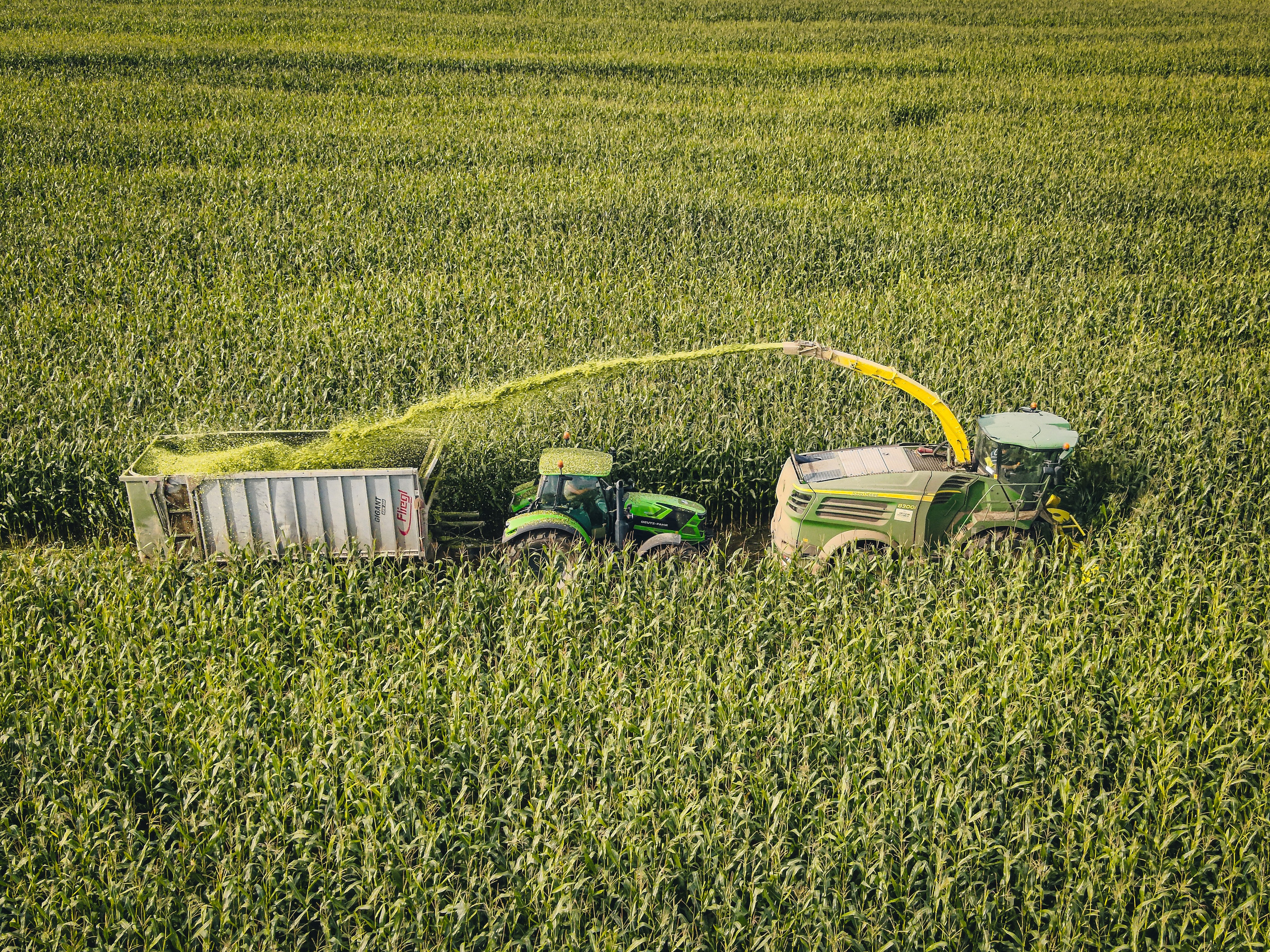 сбор кукурузы