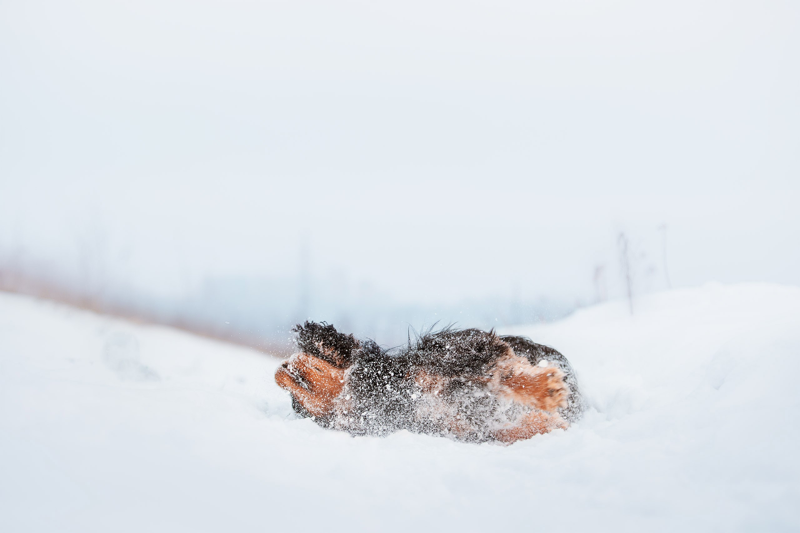 Спаниель Купер. Фотограф анималист Кузнецова Анна Нижний Новгород