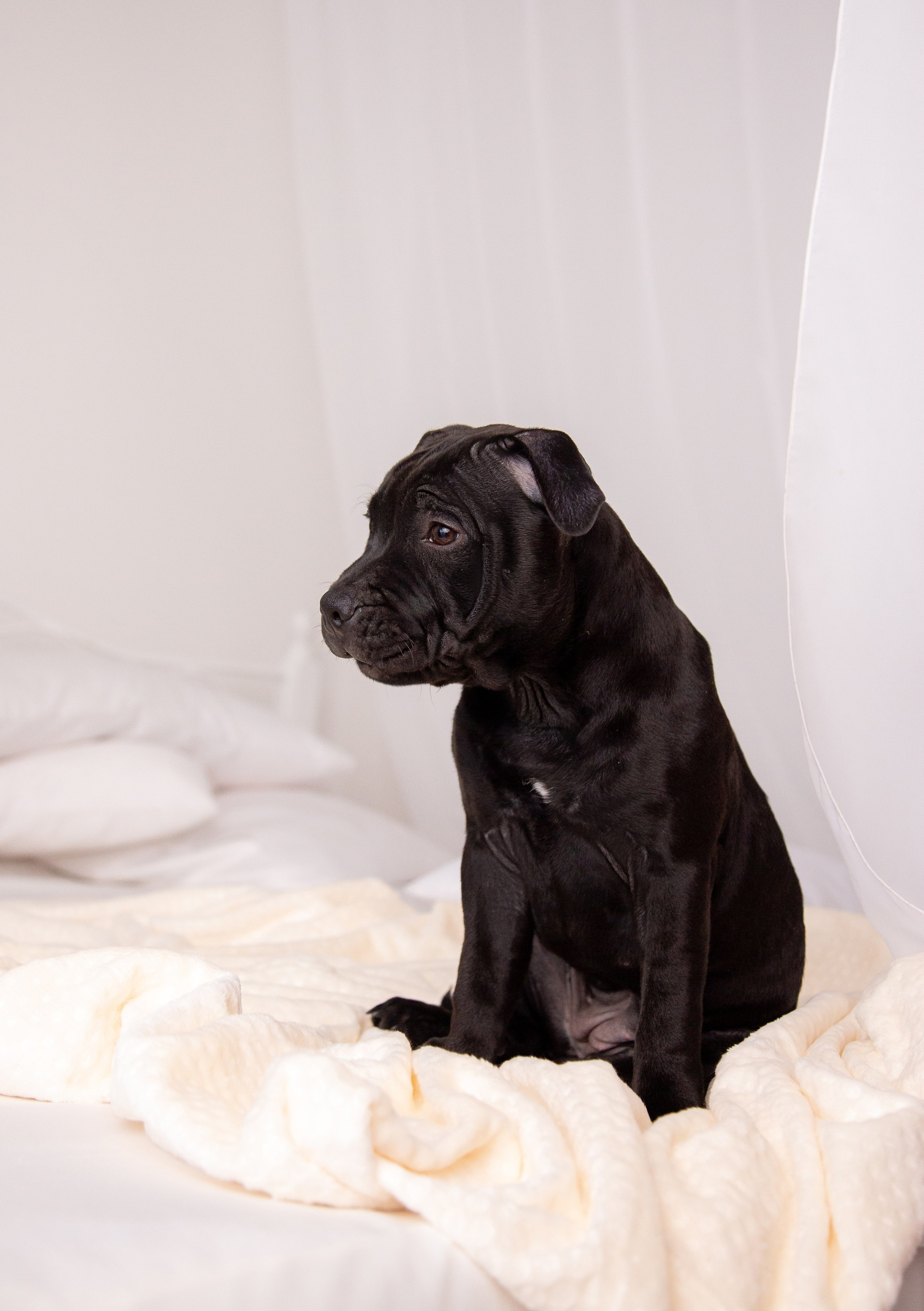 Новогодние малыши. Фотограф Анималист в Перми Анастасия Остерман