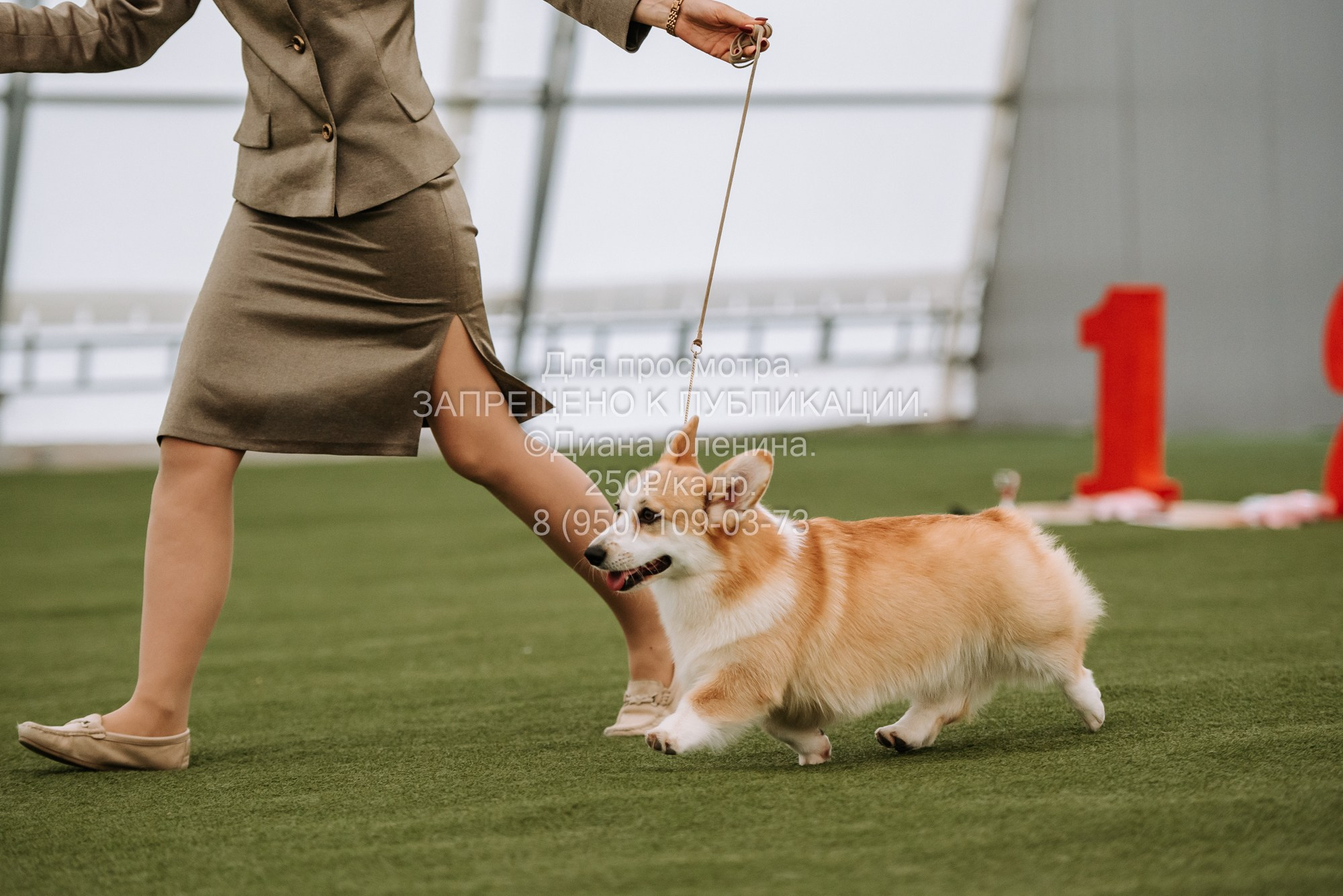 Выставка собак Красноярск 2.06. Фотограф Диана Оленина Красноярск / Братск