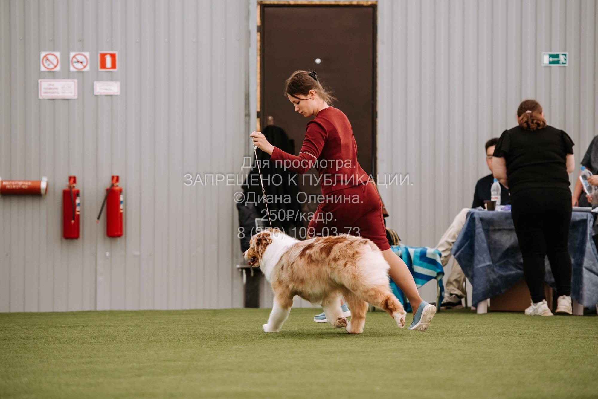 Выставка собак Красноярск 2.06. Фотограф Диана Оленина Красноярск / Братск